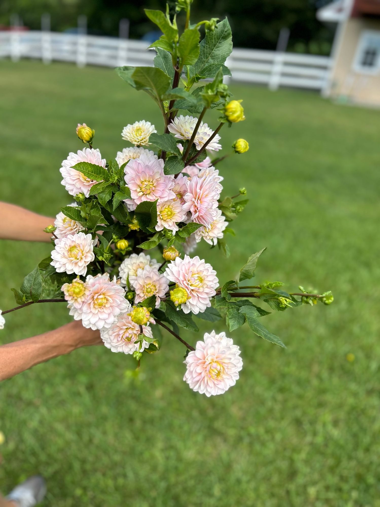 DAHLIA Silver Years
