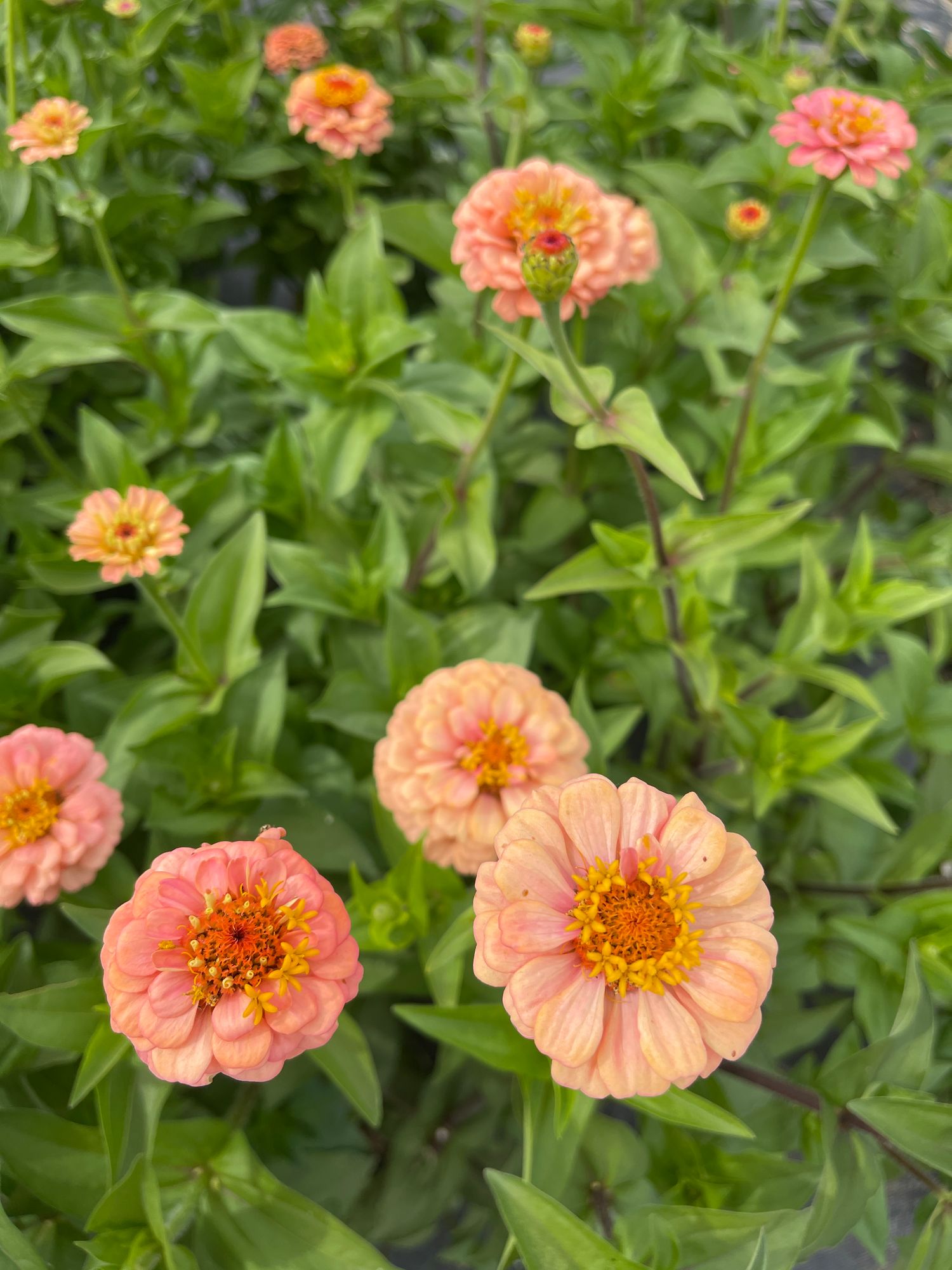 ZINNIA elegans Oklahoma Series