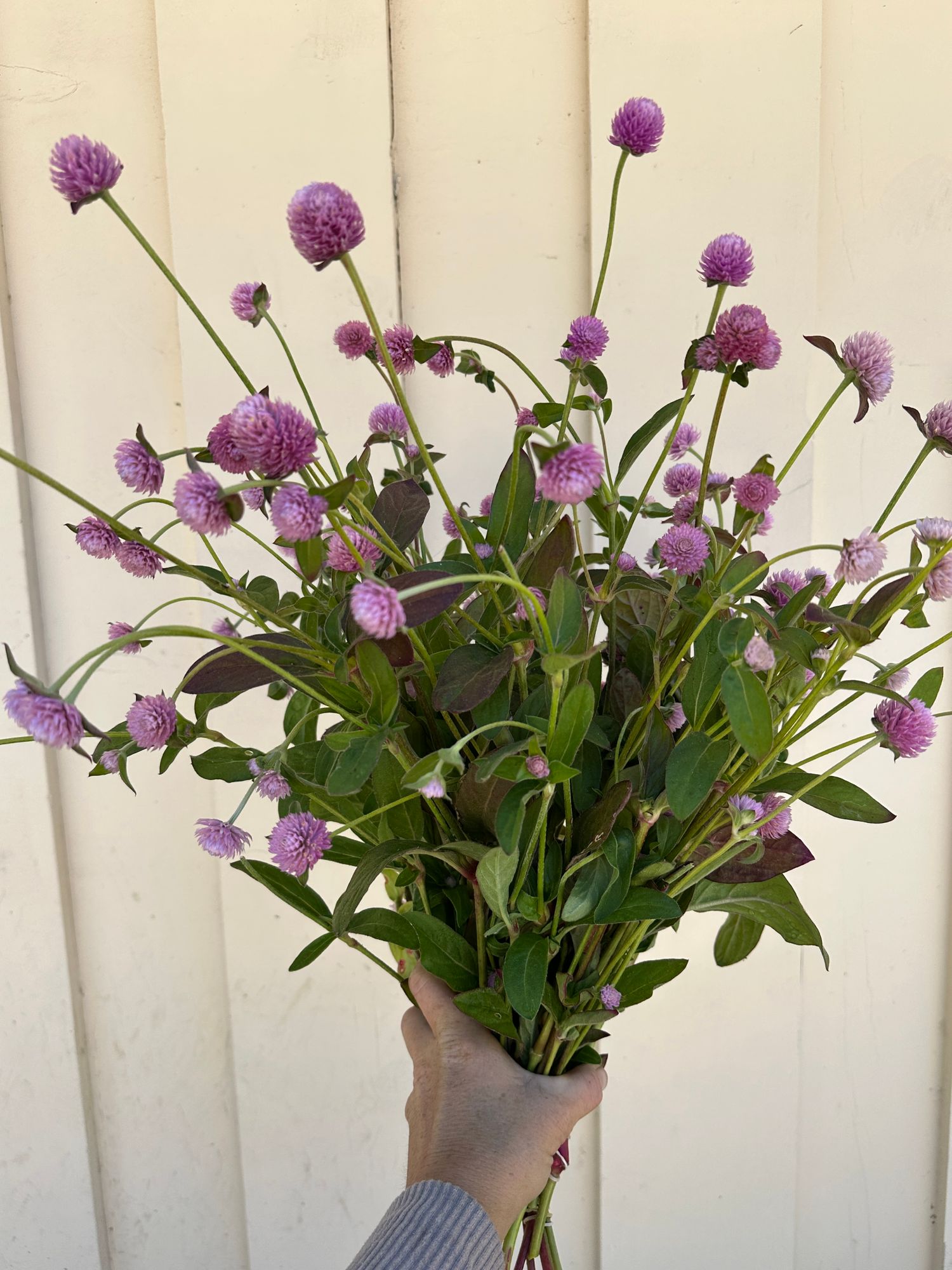 GOMPHRENA haageana QIS Pink