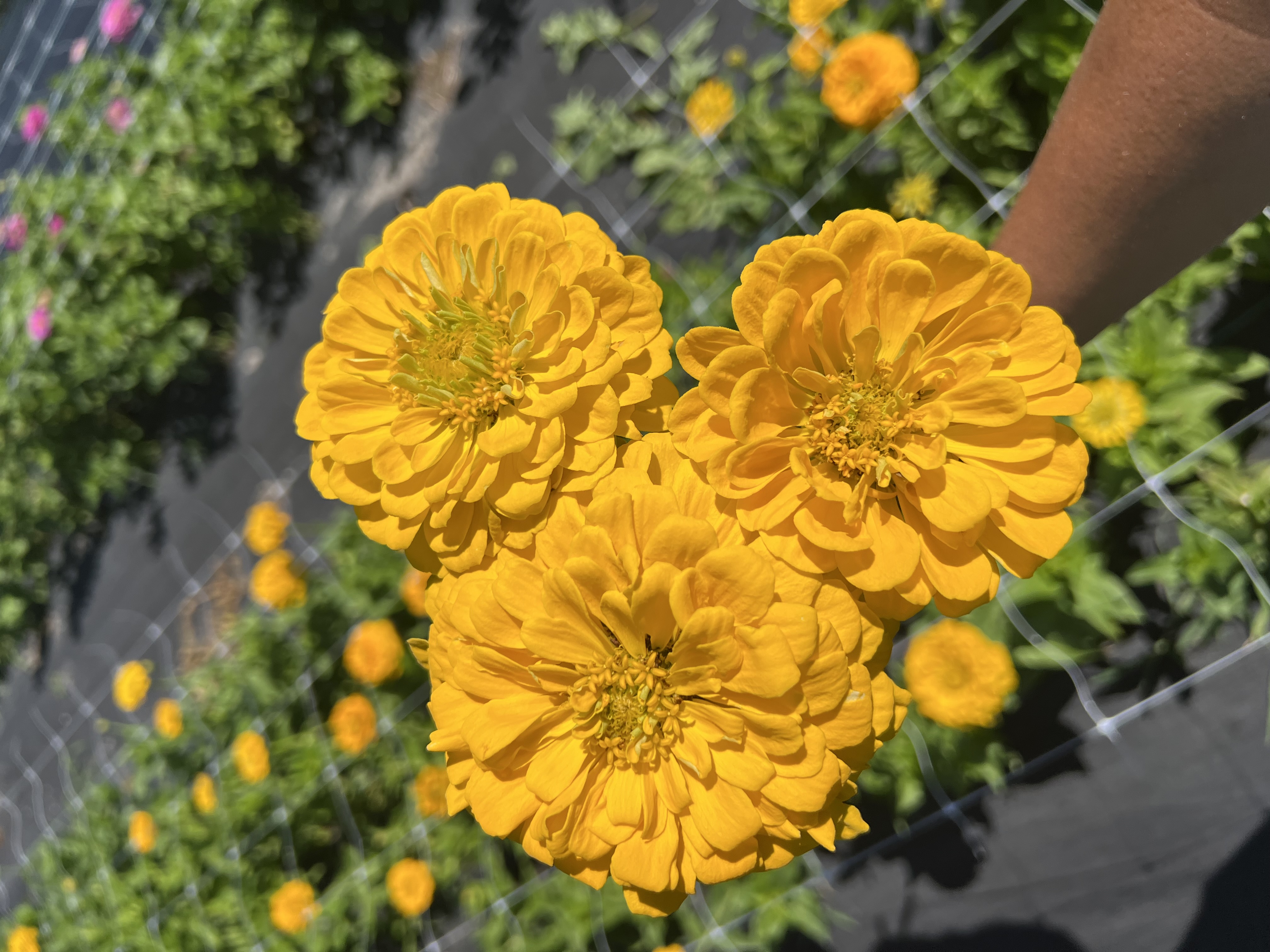 ZINNIA elegans Giant Dahlia Creamy Yellow