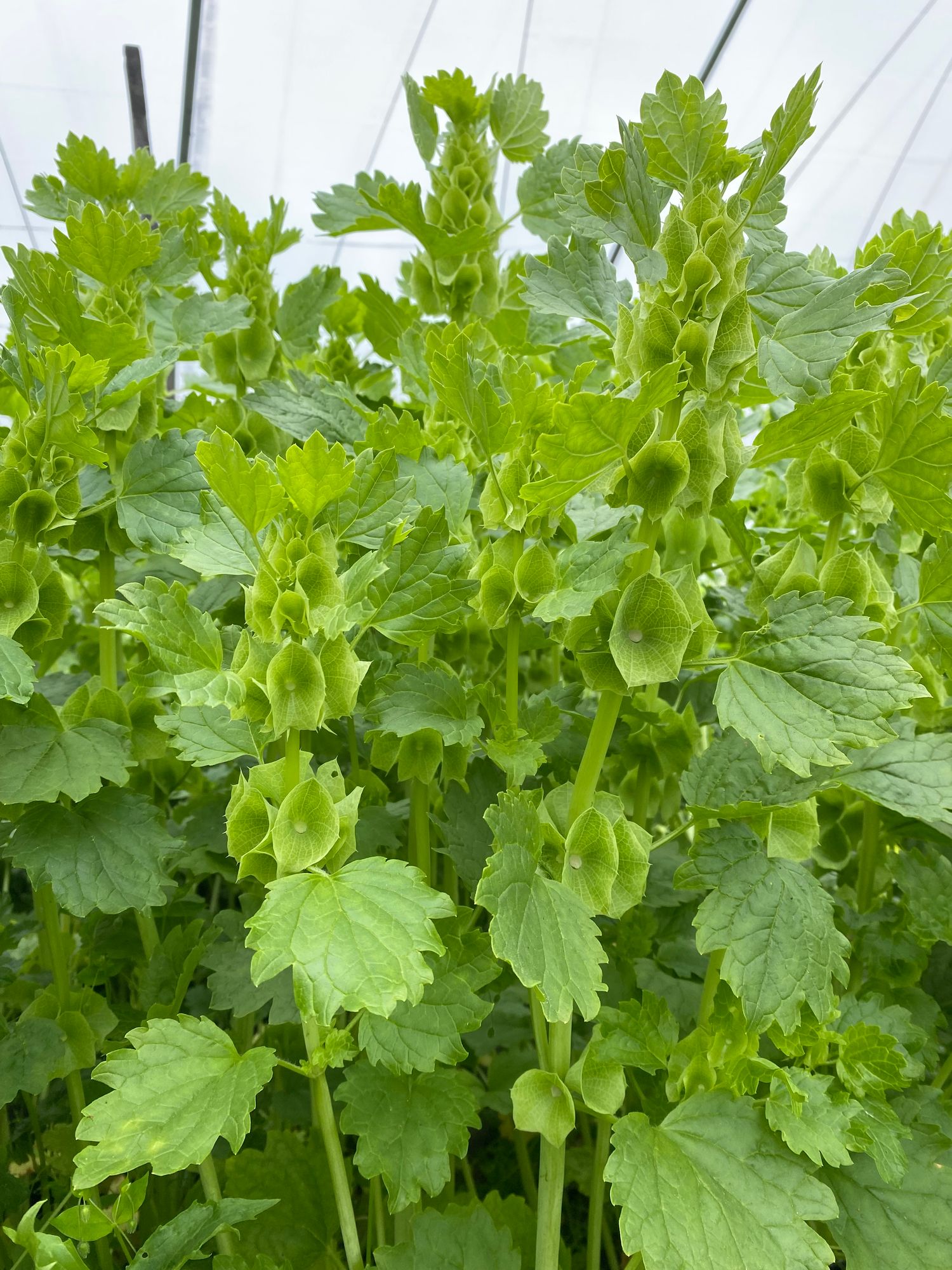 MOLUCCELLA laevis