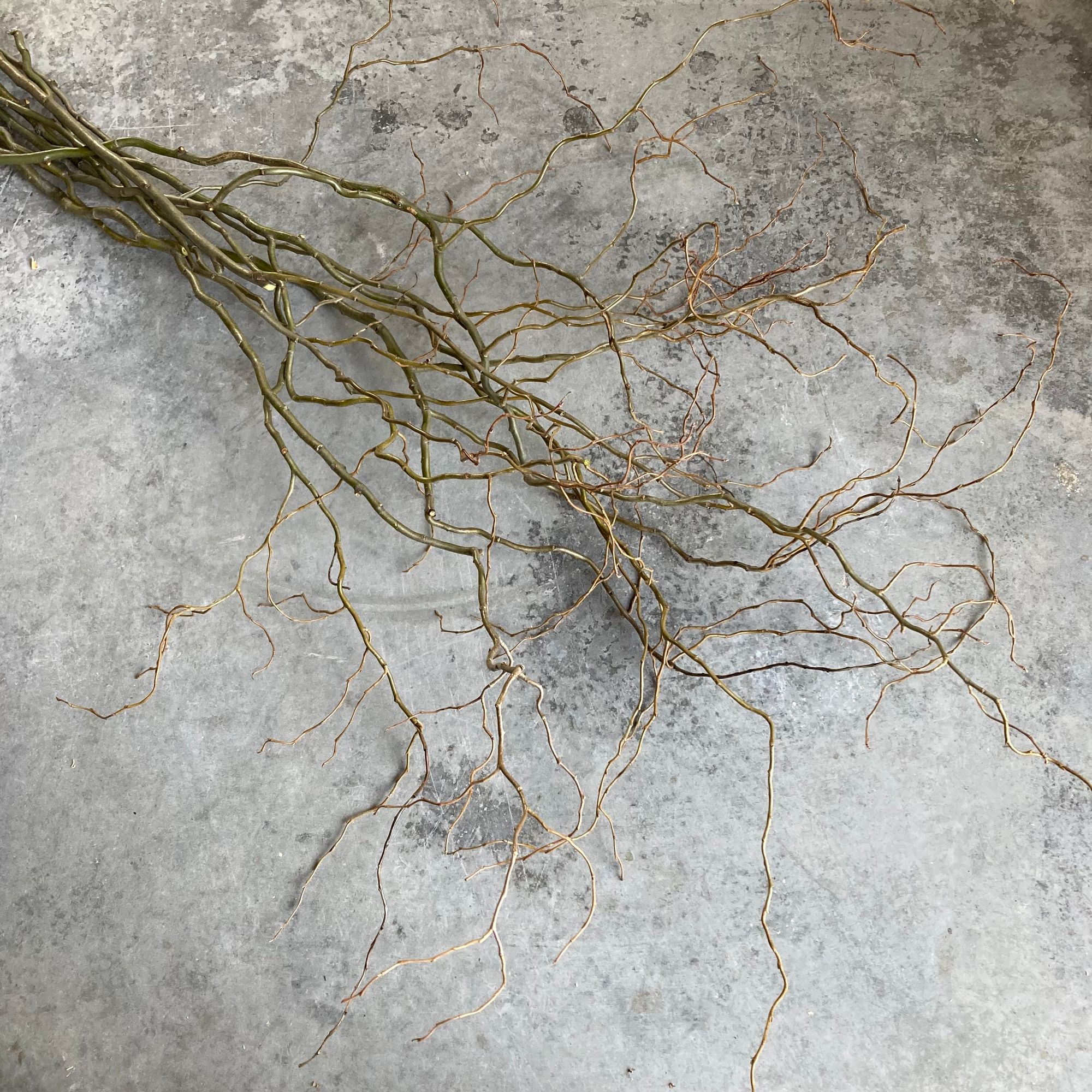 SALIX matsudana var. tortuosa