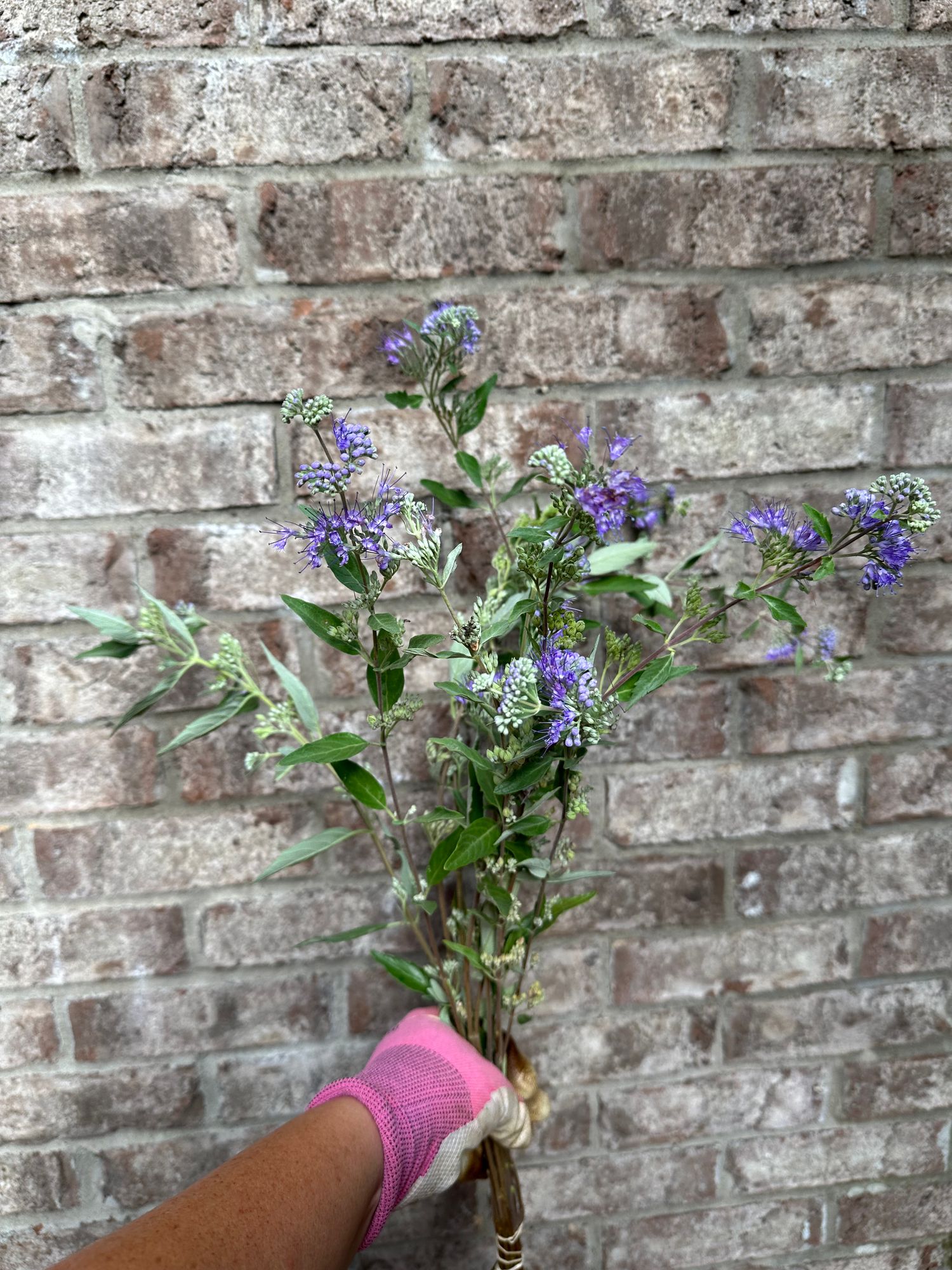 CARYOPTERIS x clandonensis Dark Knight