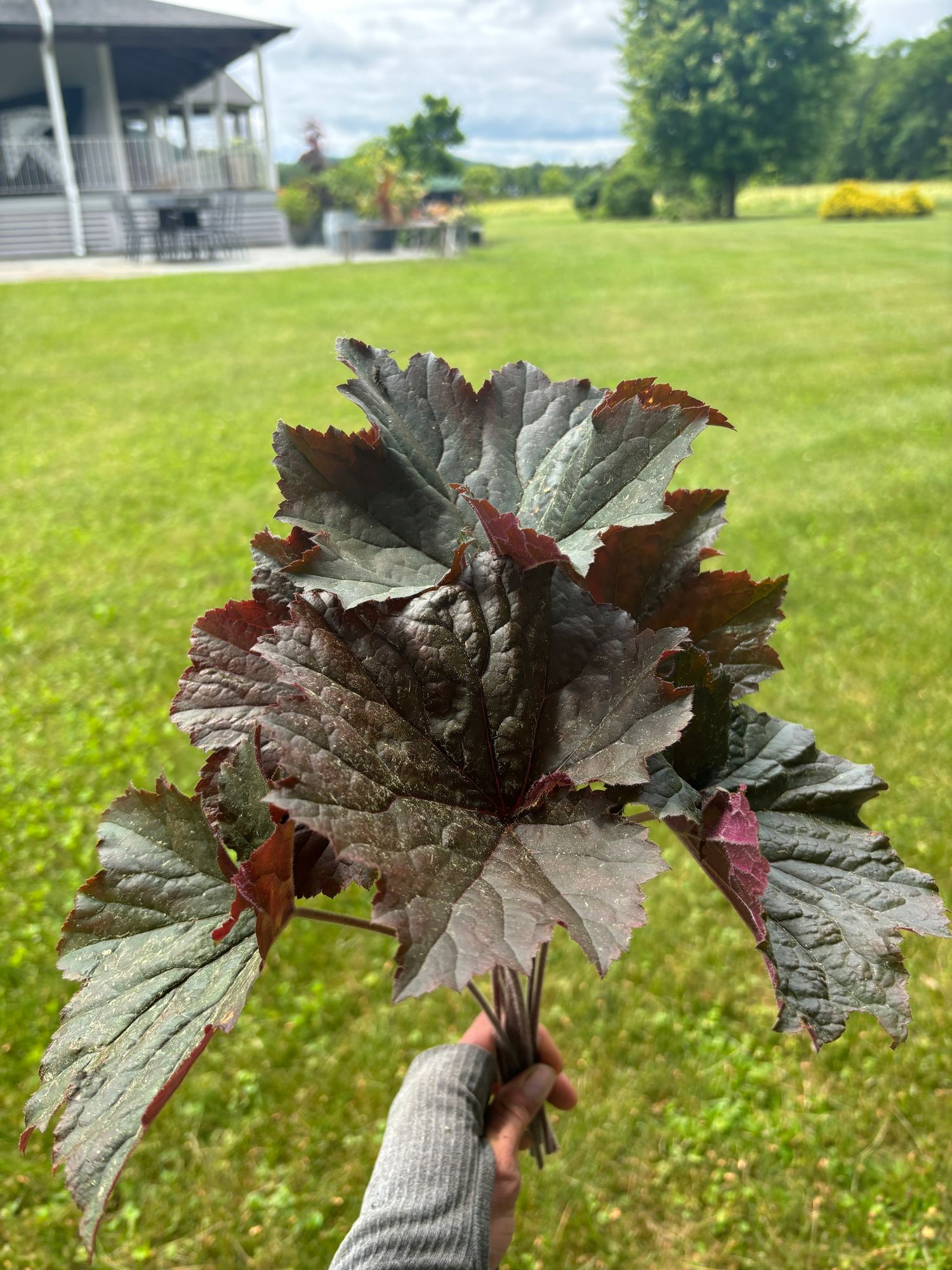 HEUCHERA x
