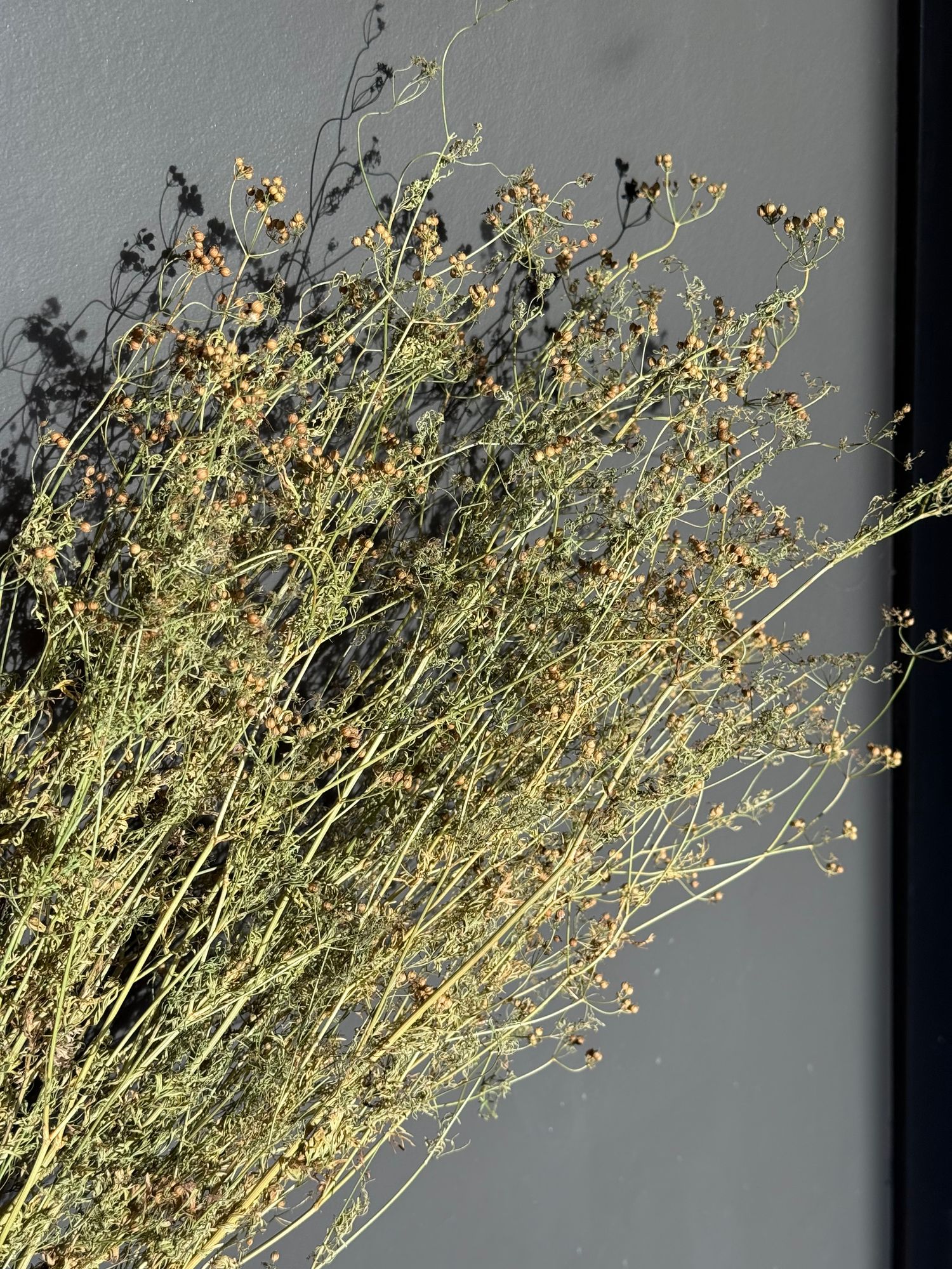 CORIANDRUM sativum