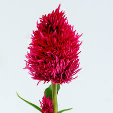 CELOSIA argentea var. plumosa Yachiyo Karyu