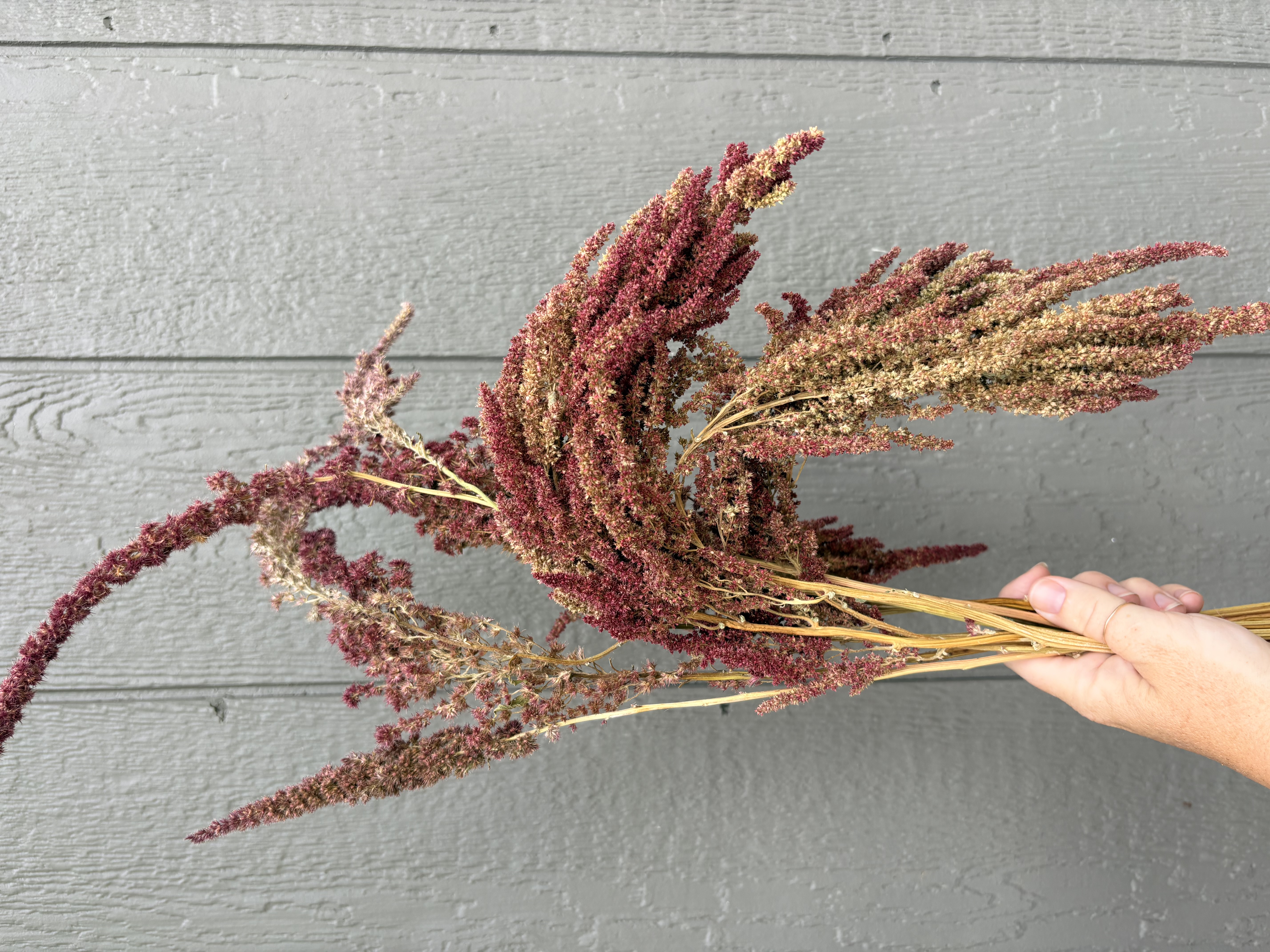 AMARANTHUS