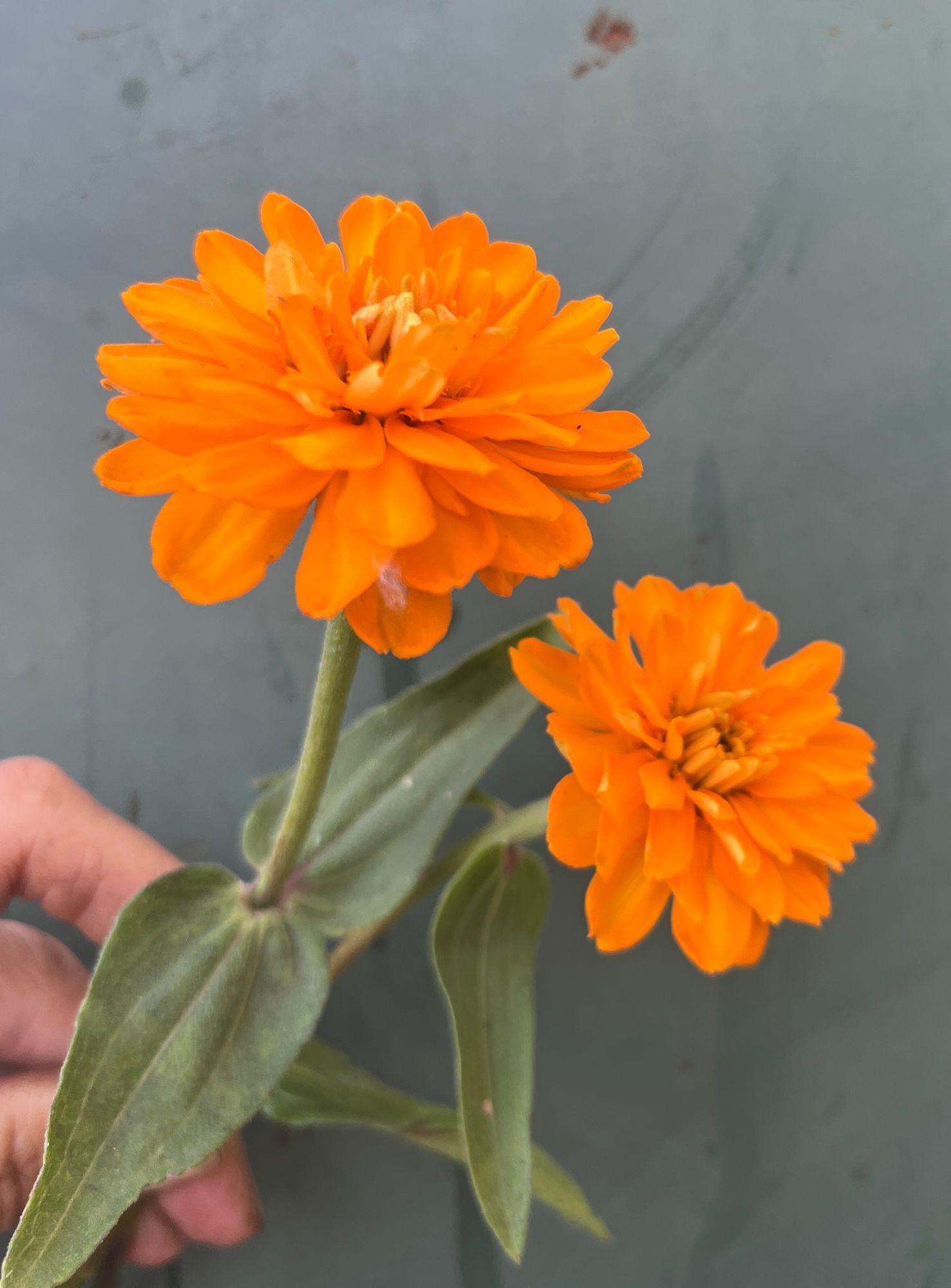 ZINNIA x Profusion Orange
