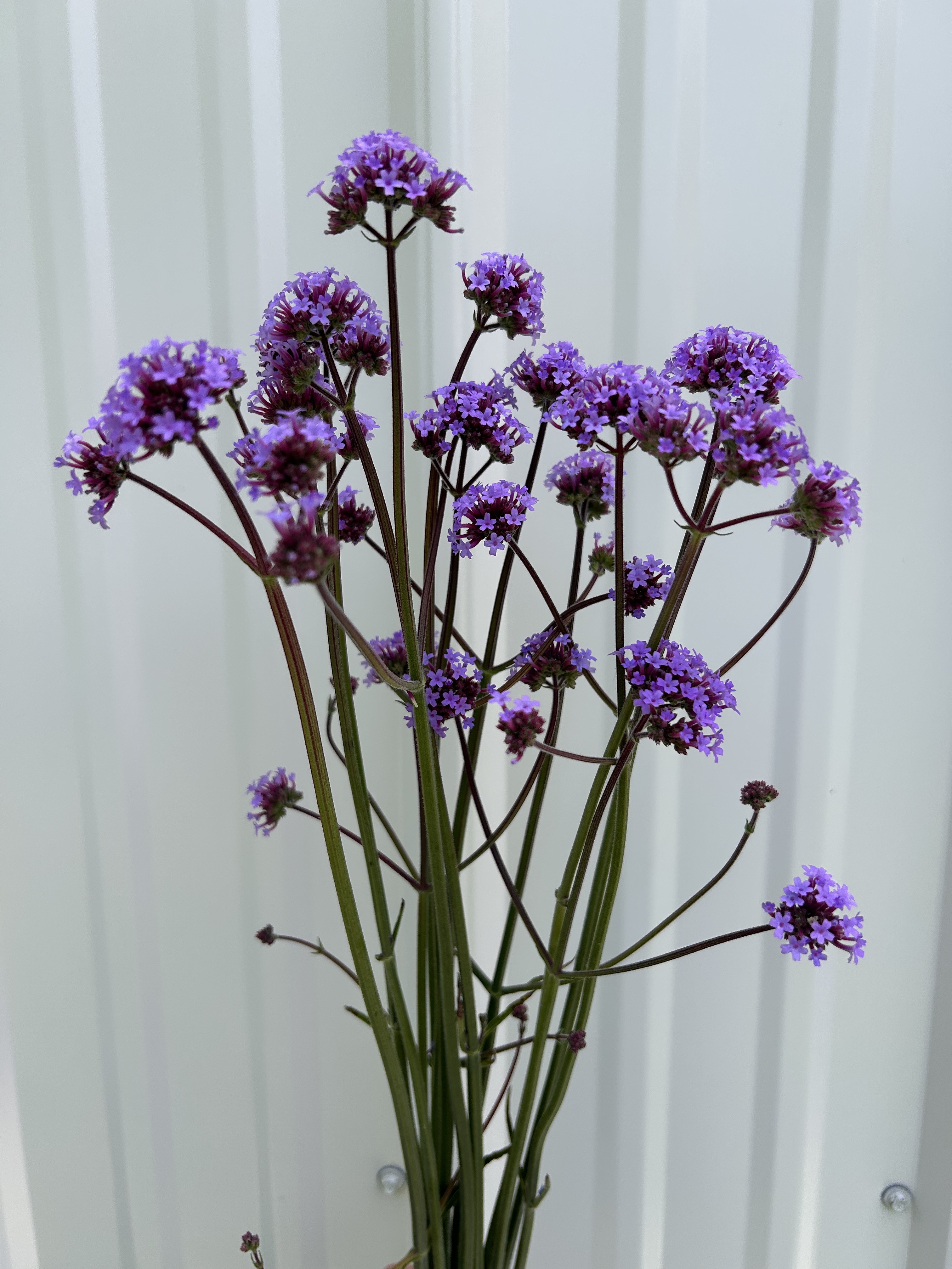 VERBENA hastata Polaris