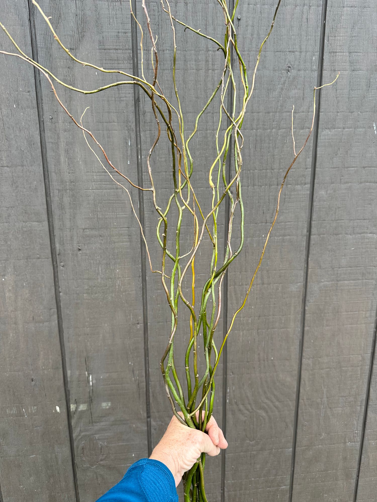SALIX matsudana var. tortuosa