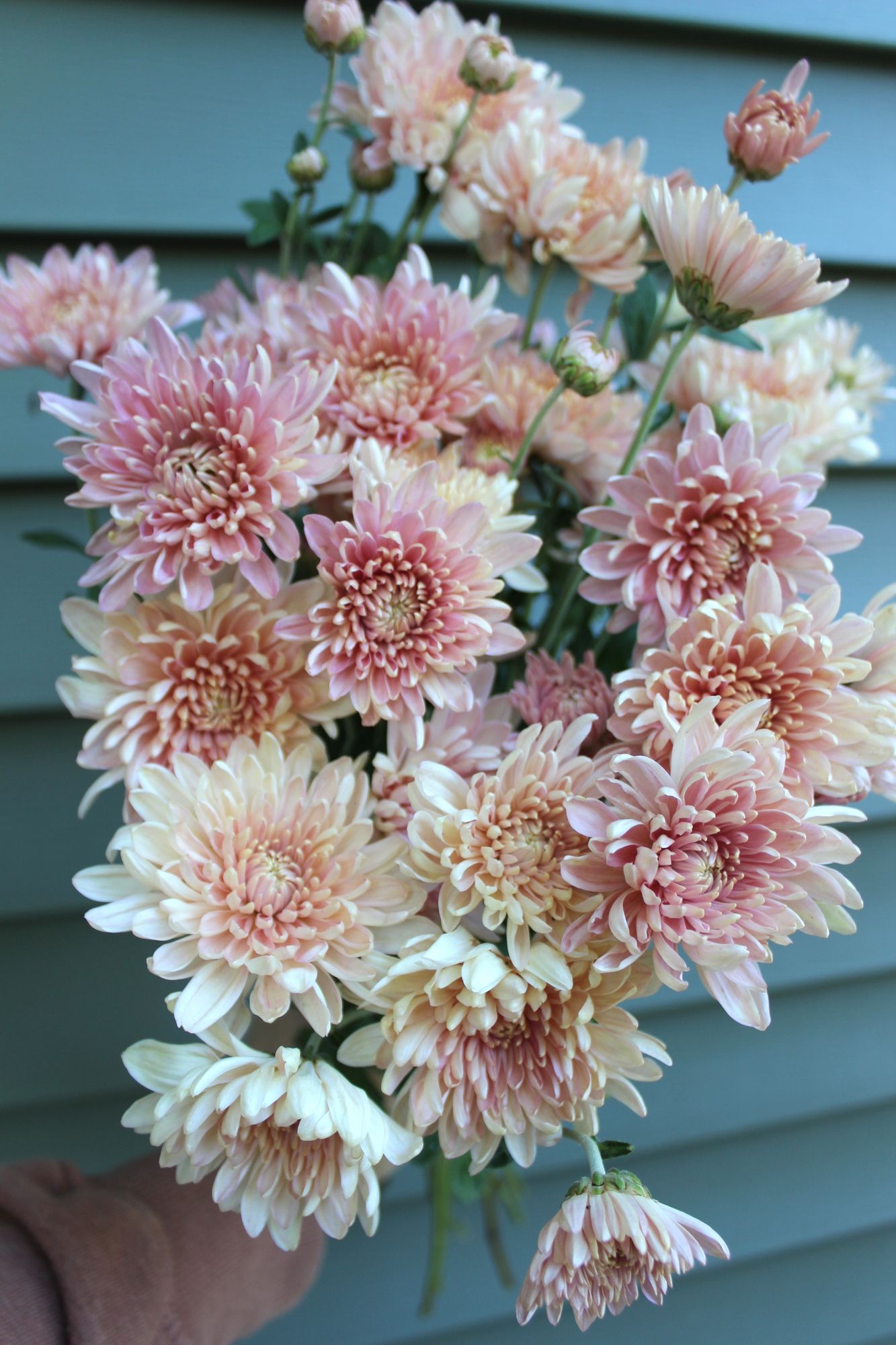 CHRYSANTHEMUM x gradiflorum Jessica Louise