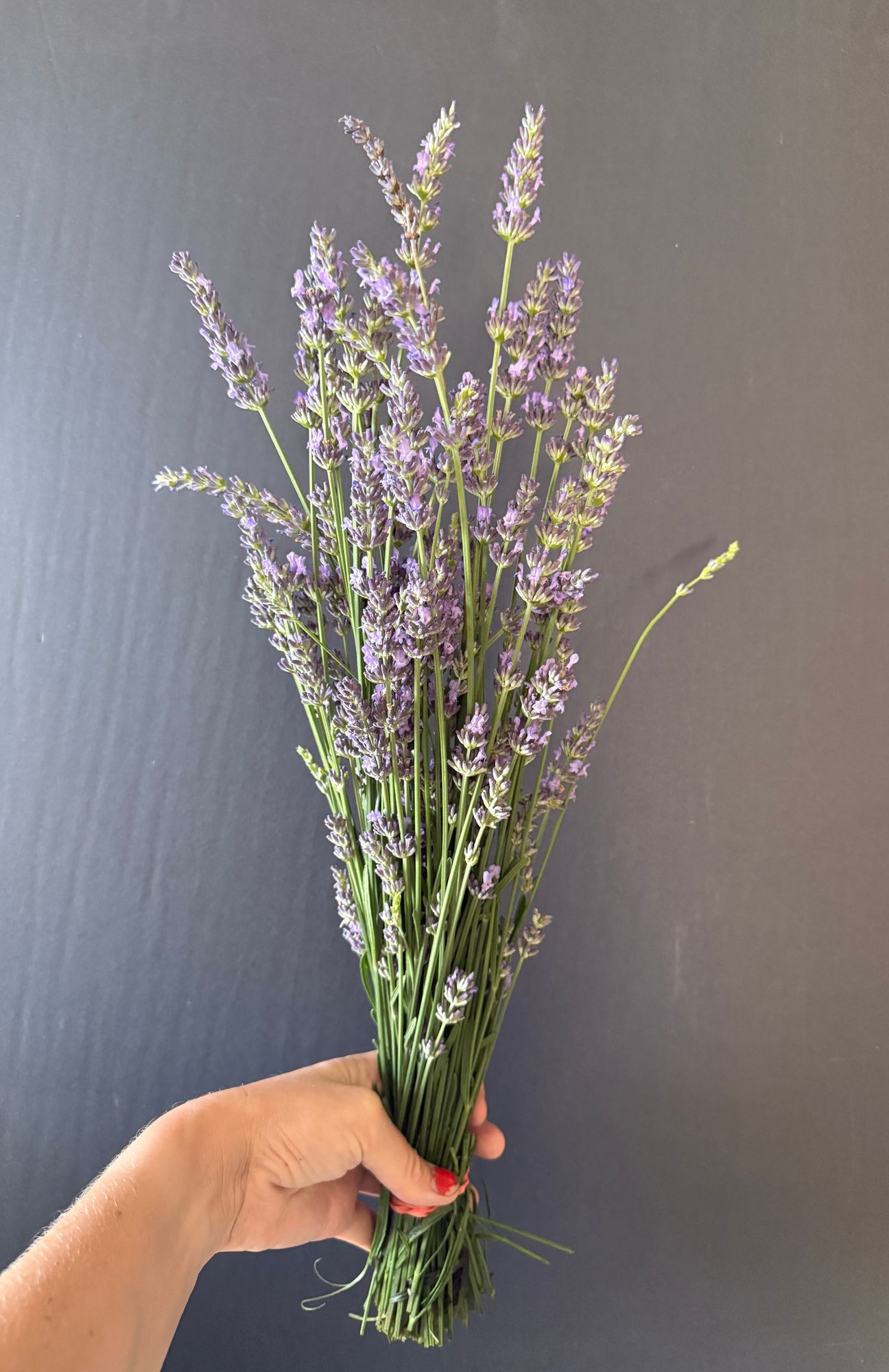 LAVANDULA