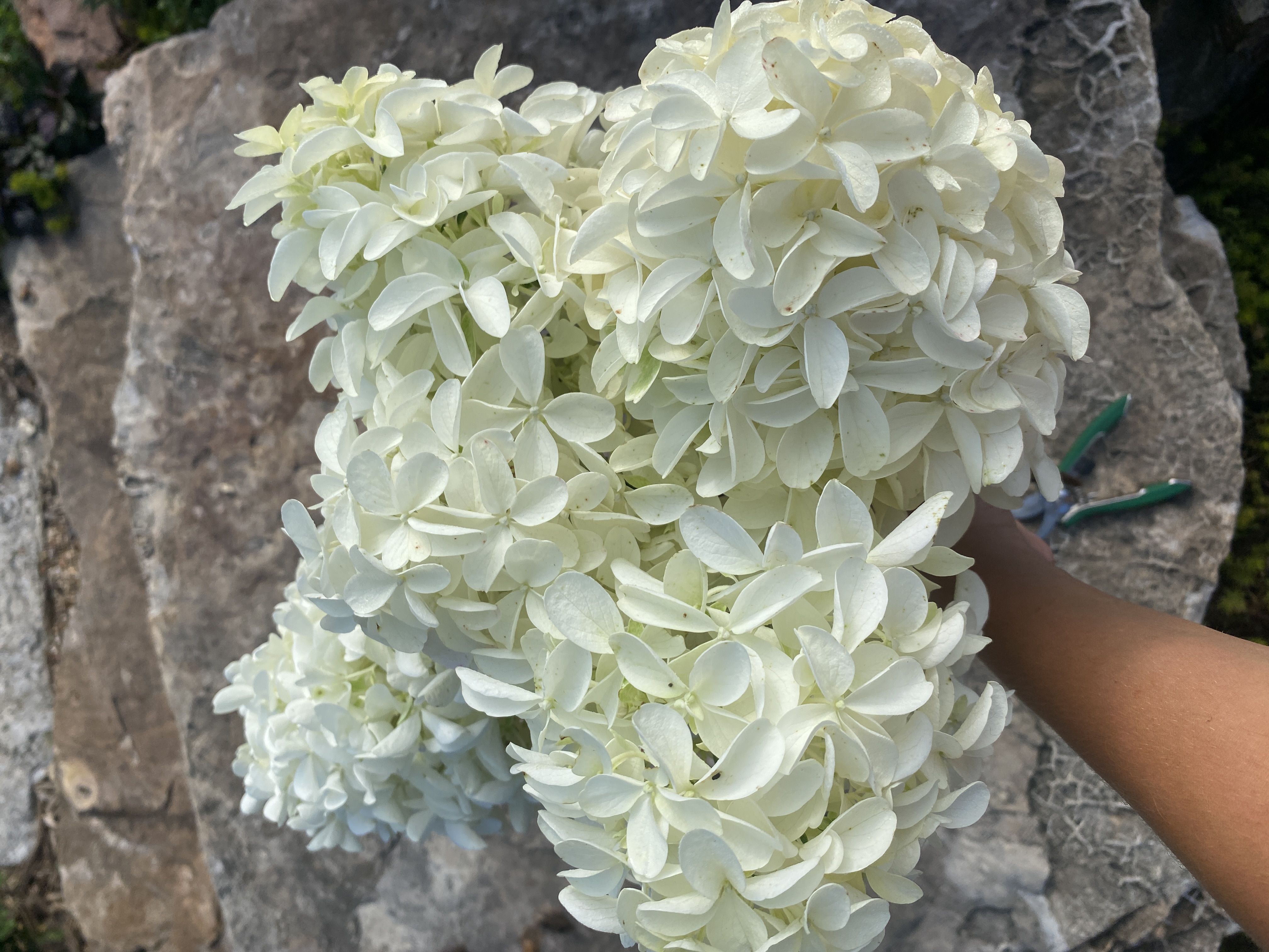 HYDRANGEA paniculata Quick Fire