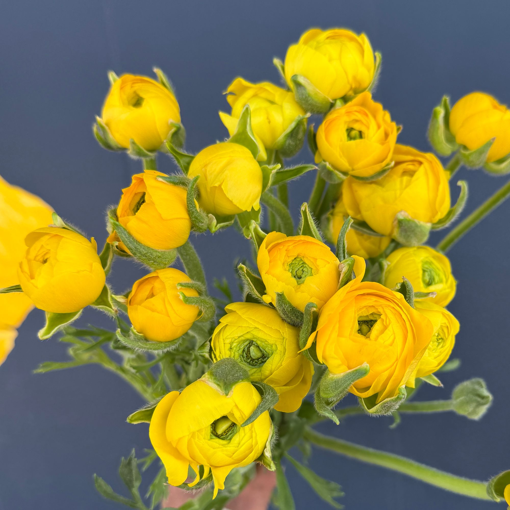 RANUNCULUS Half Clone