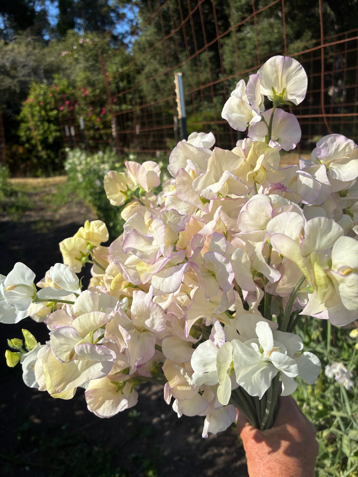 LATHYRUS odoratus Kings High Scent