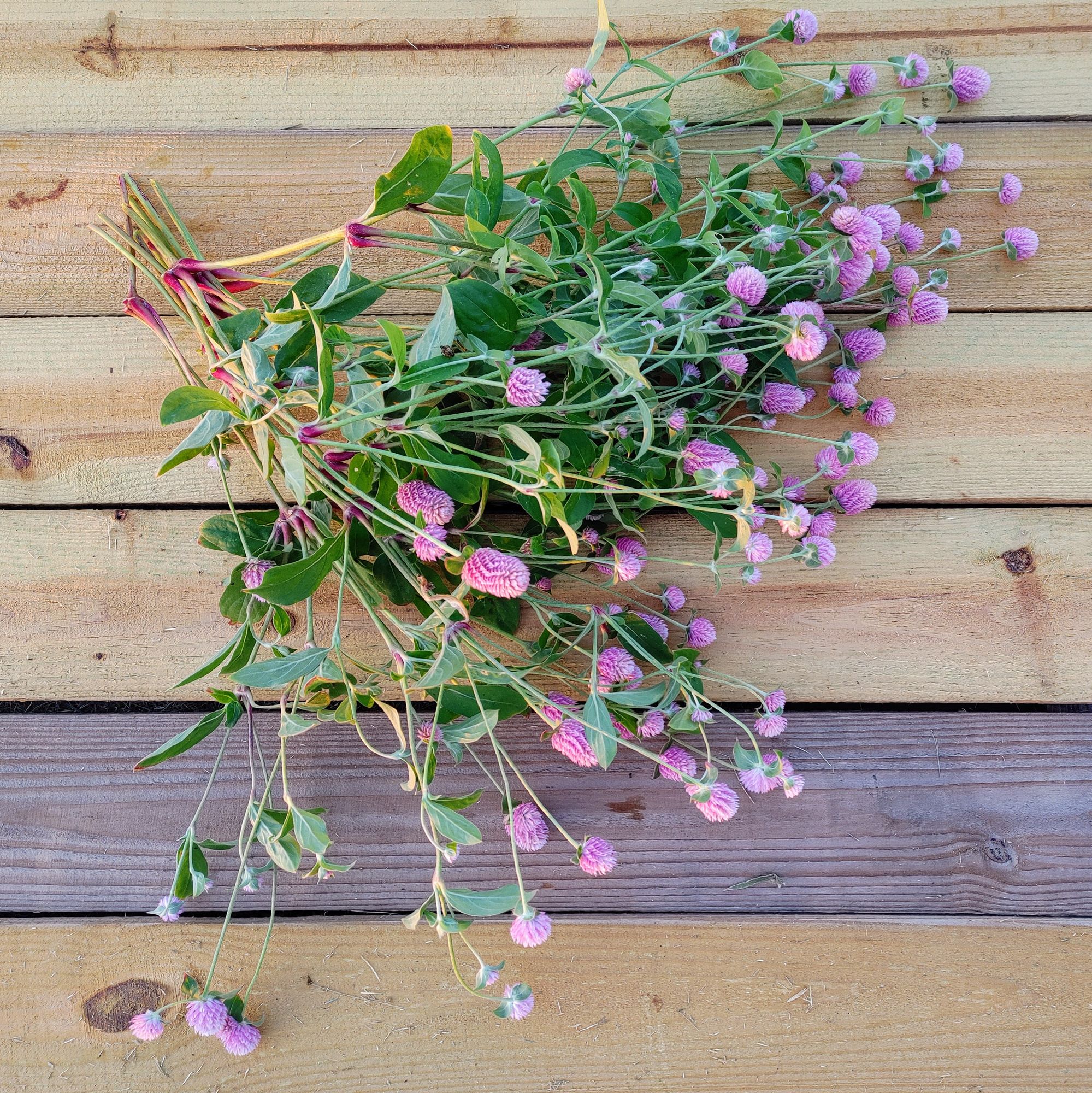 GOMPHRENA globosa Raspberry Cream
