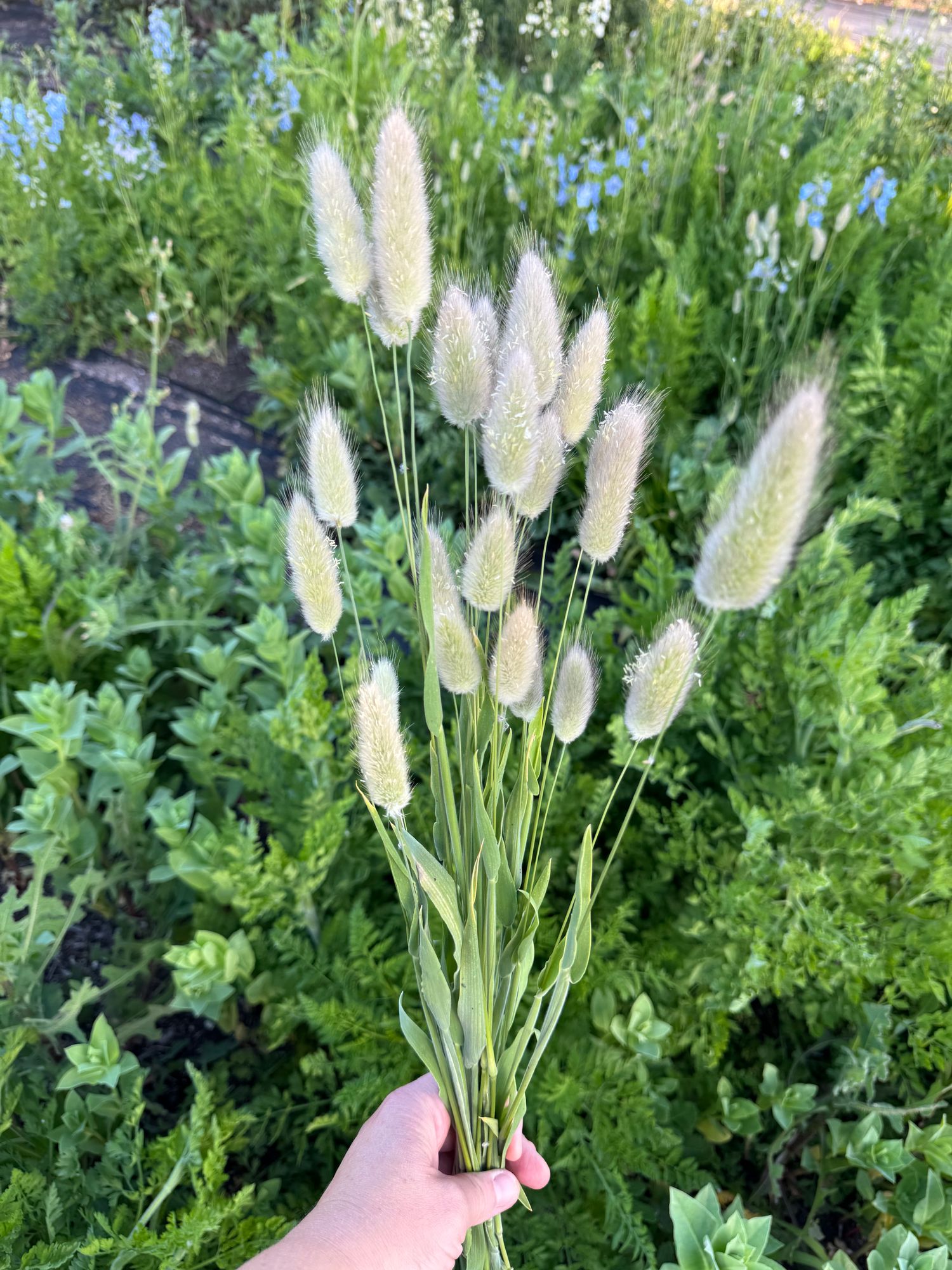 LAGURUS ovatus
