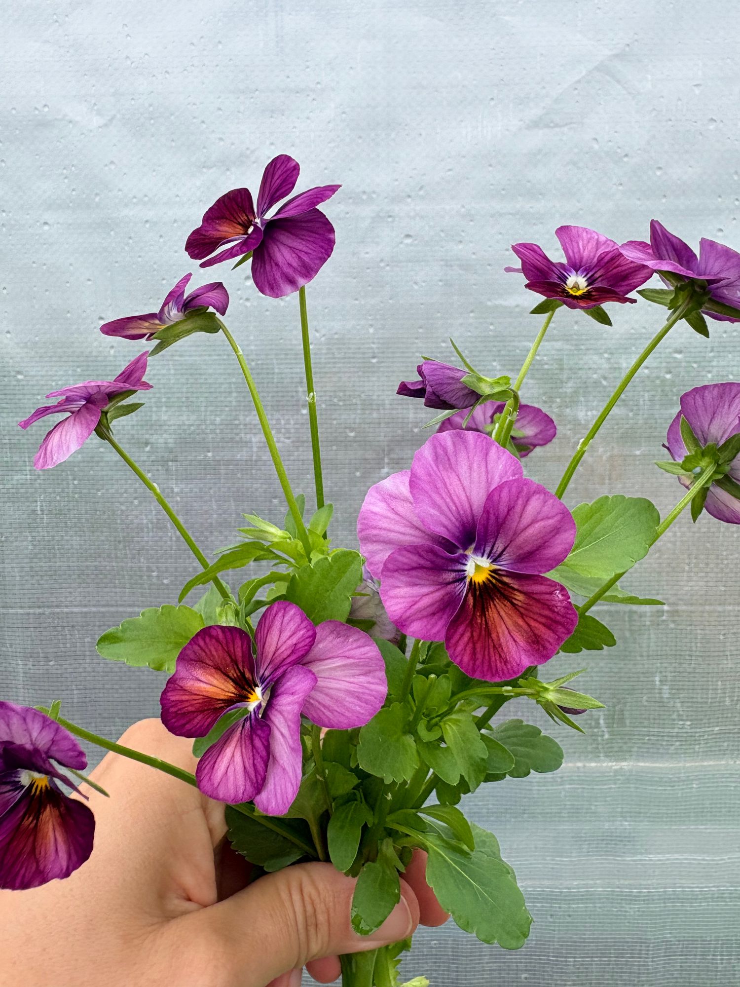 VIOLA cornuta Floral Power Plum Antique