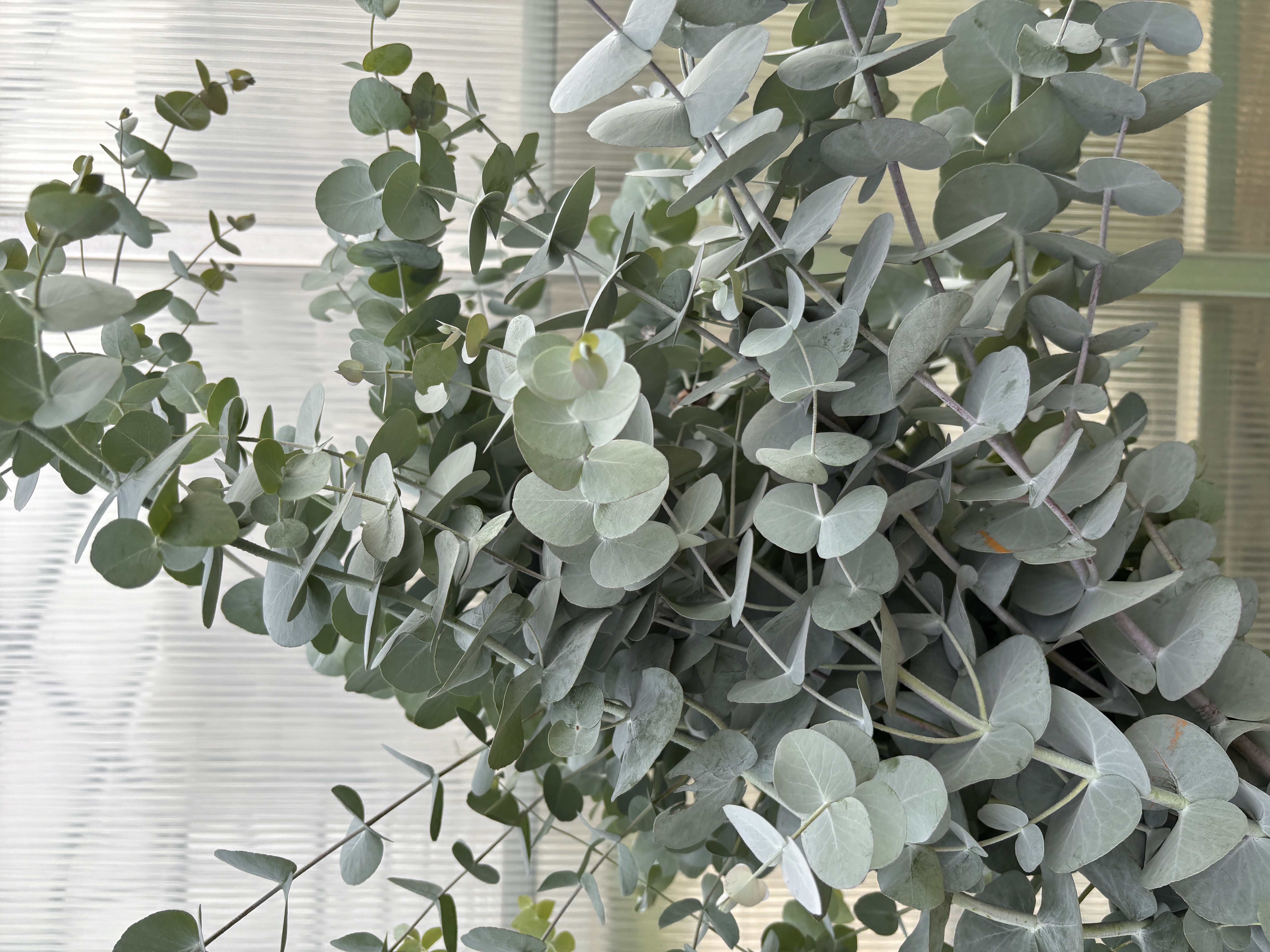 EUCALYPTUS pulverulenta Baby Dwarf Florist Blue