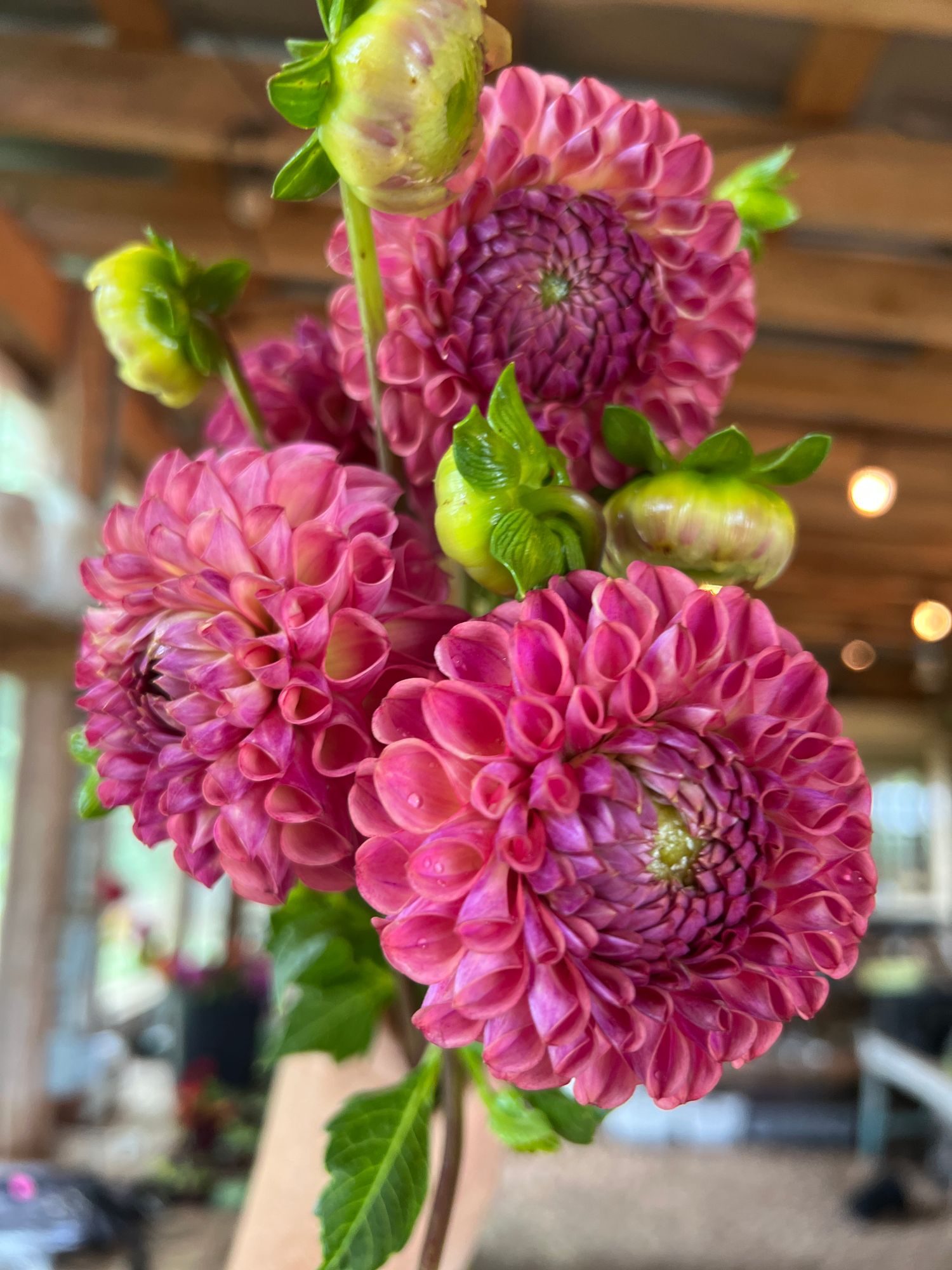 DAHLIA Caitlins Joy