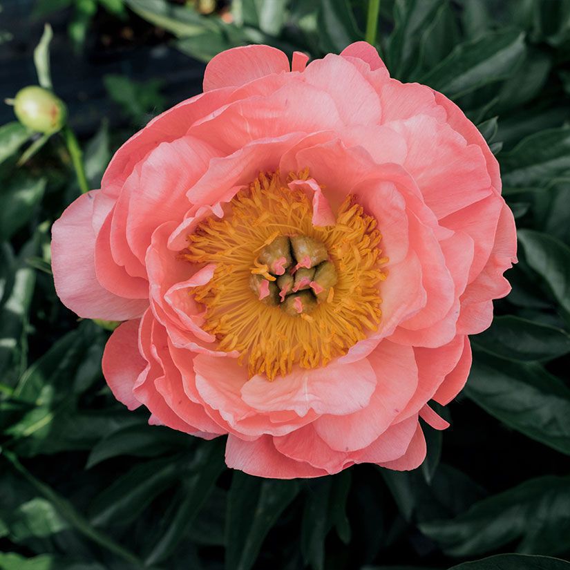PAEONIA lactiflora Coral Charm
