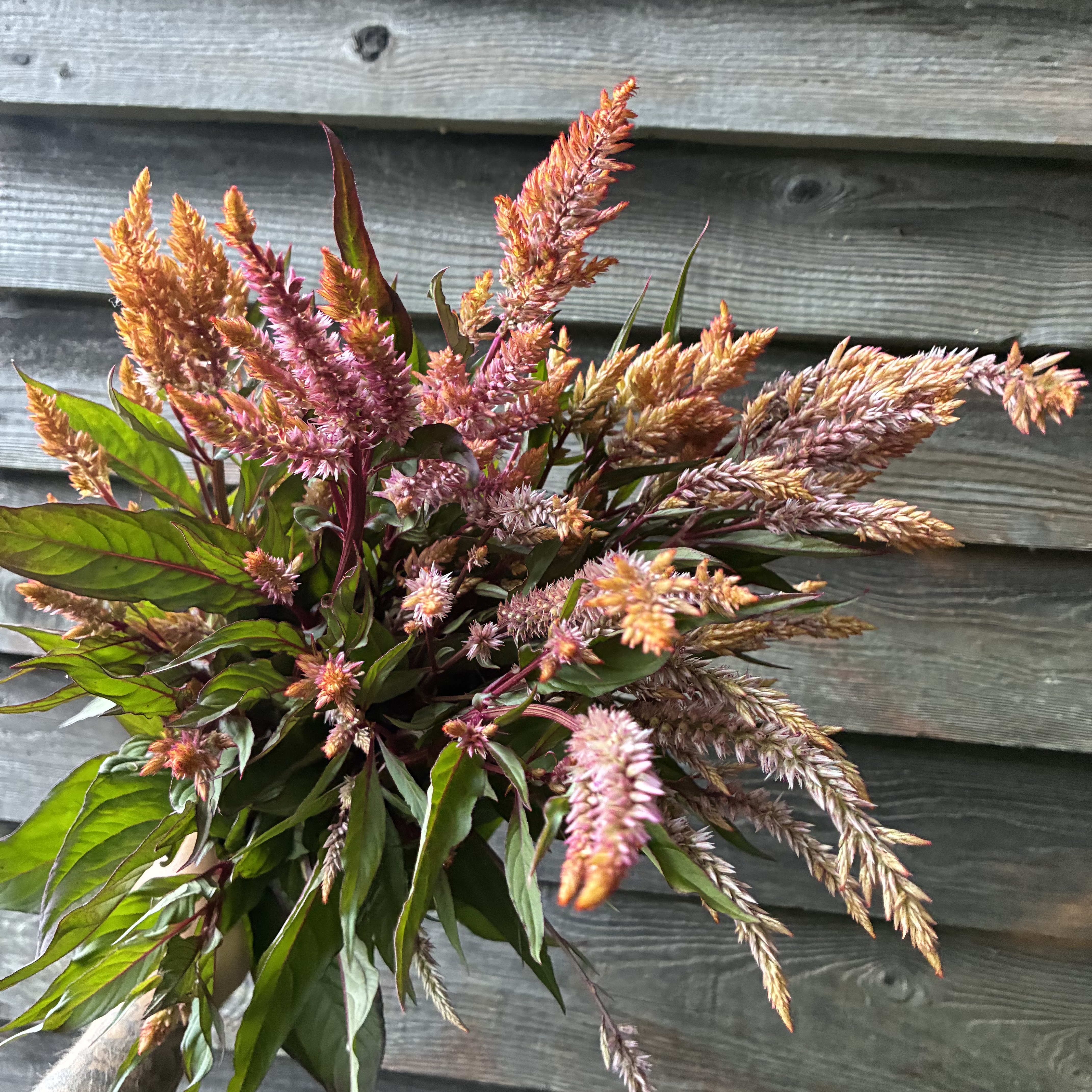 CELOSIA argentea var. plumosa Rose Gold