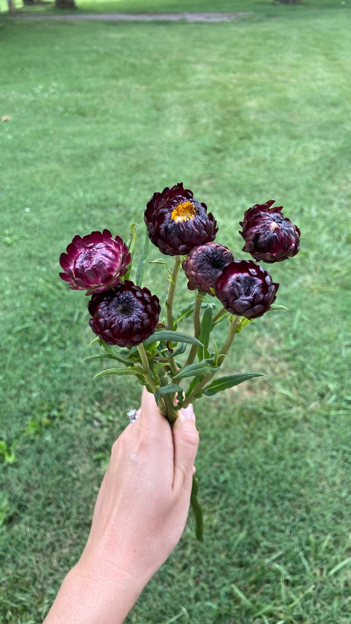 XEROCHRYSUM bracteatum Cranberry Rose