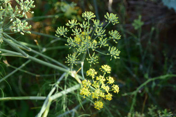 FOENICULUM vulgare