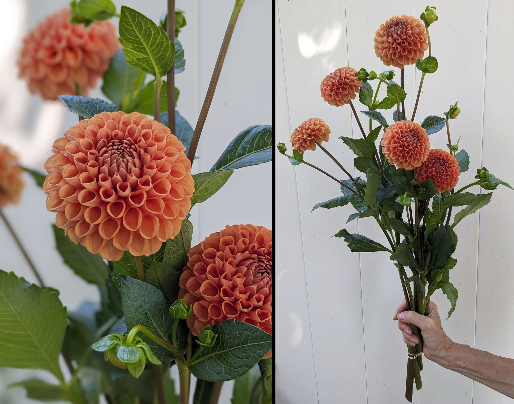 DAHLIA Cornel Bronze
