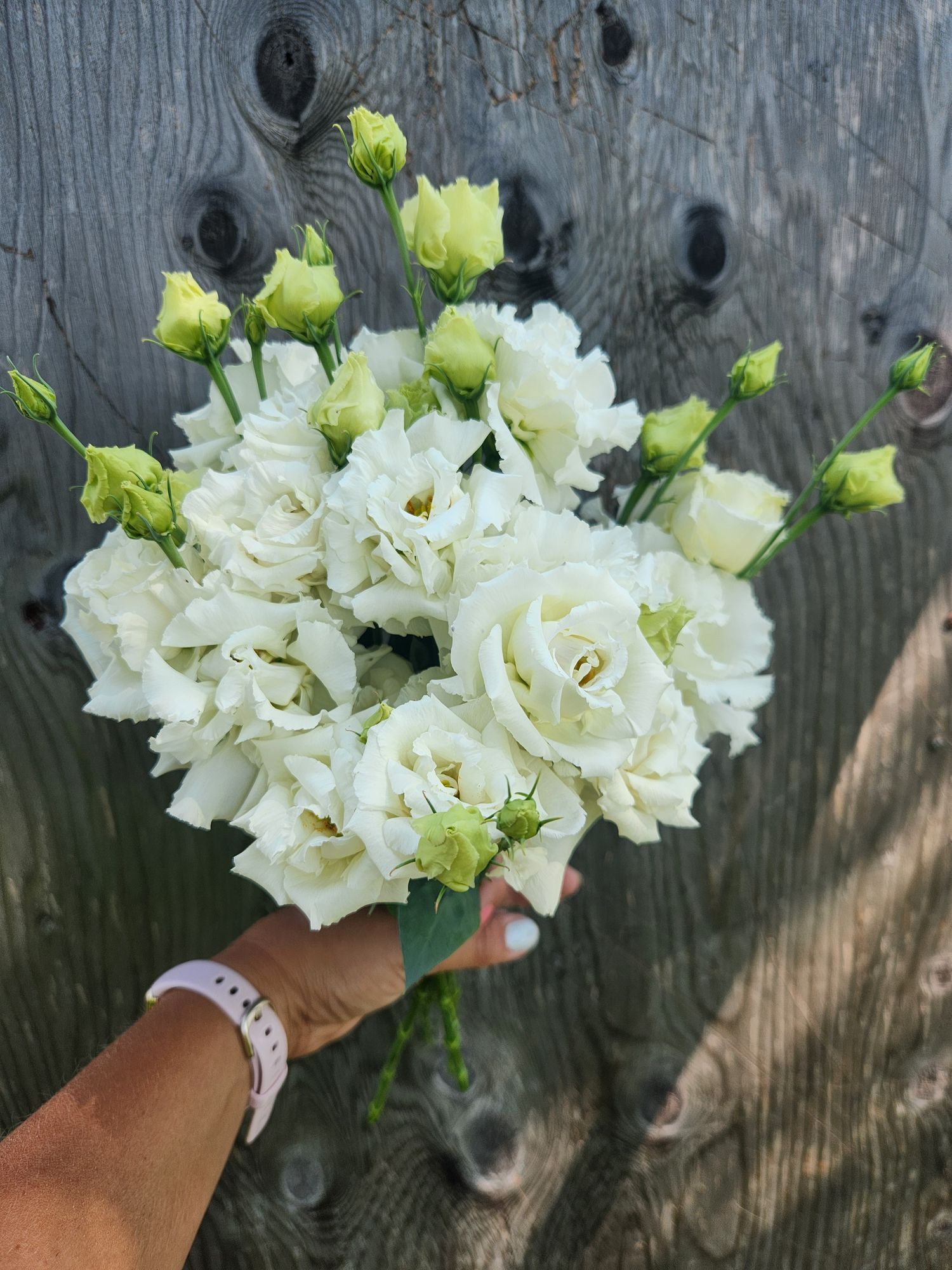 Lisianthus Voyage White - 6 pack