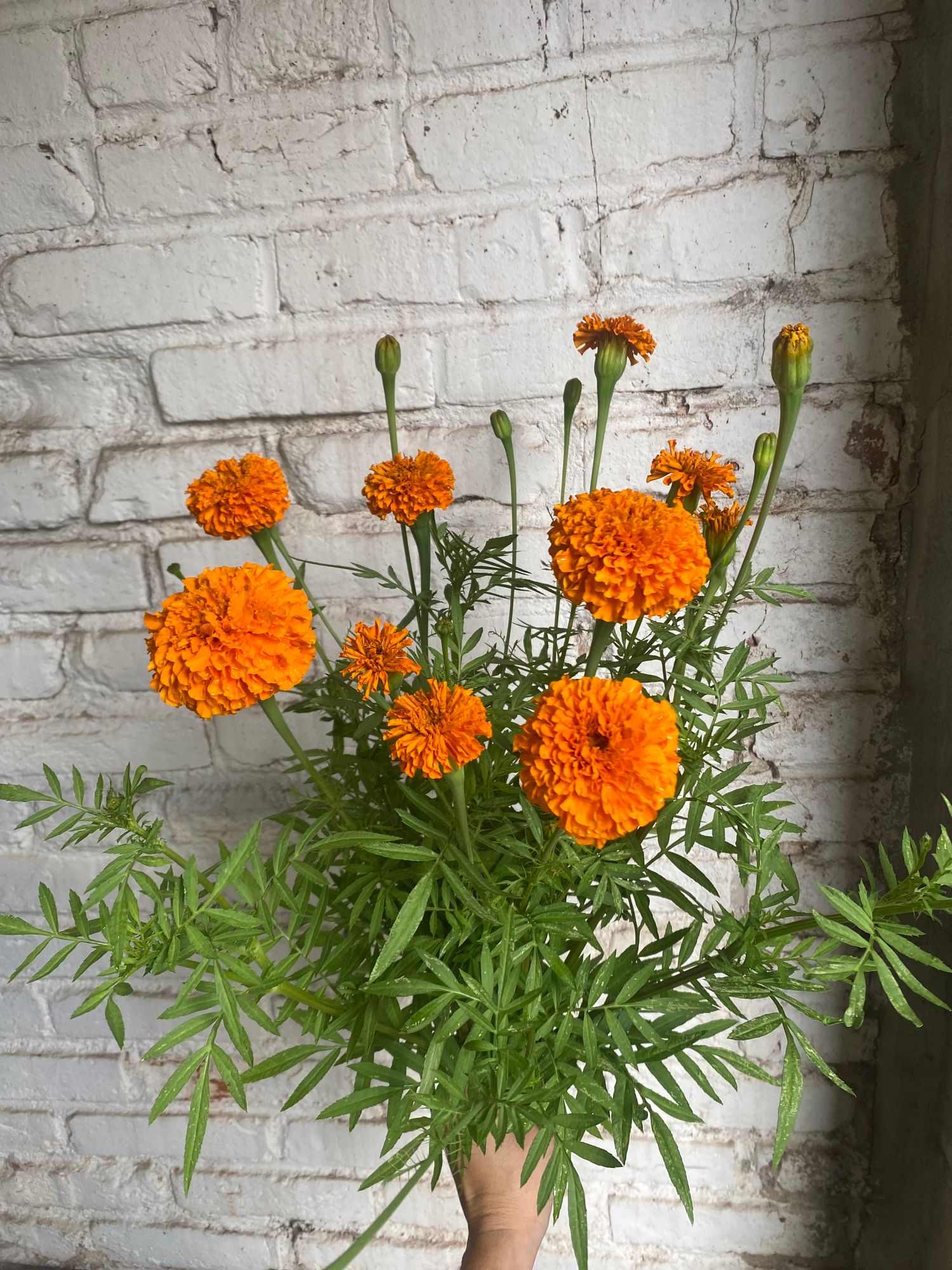 TAGETES erecta