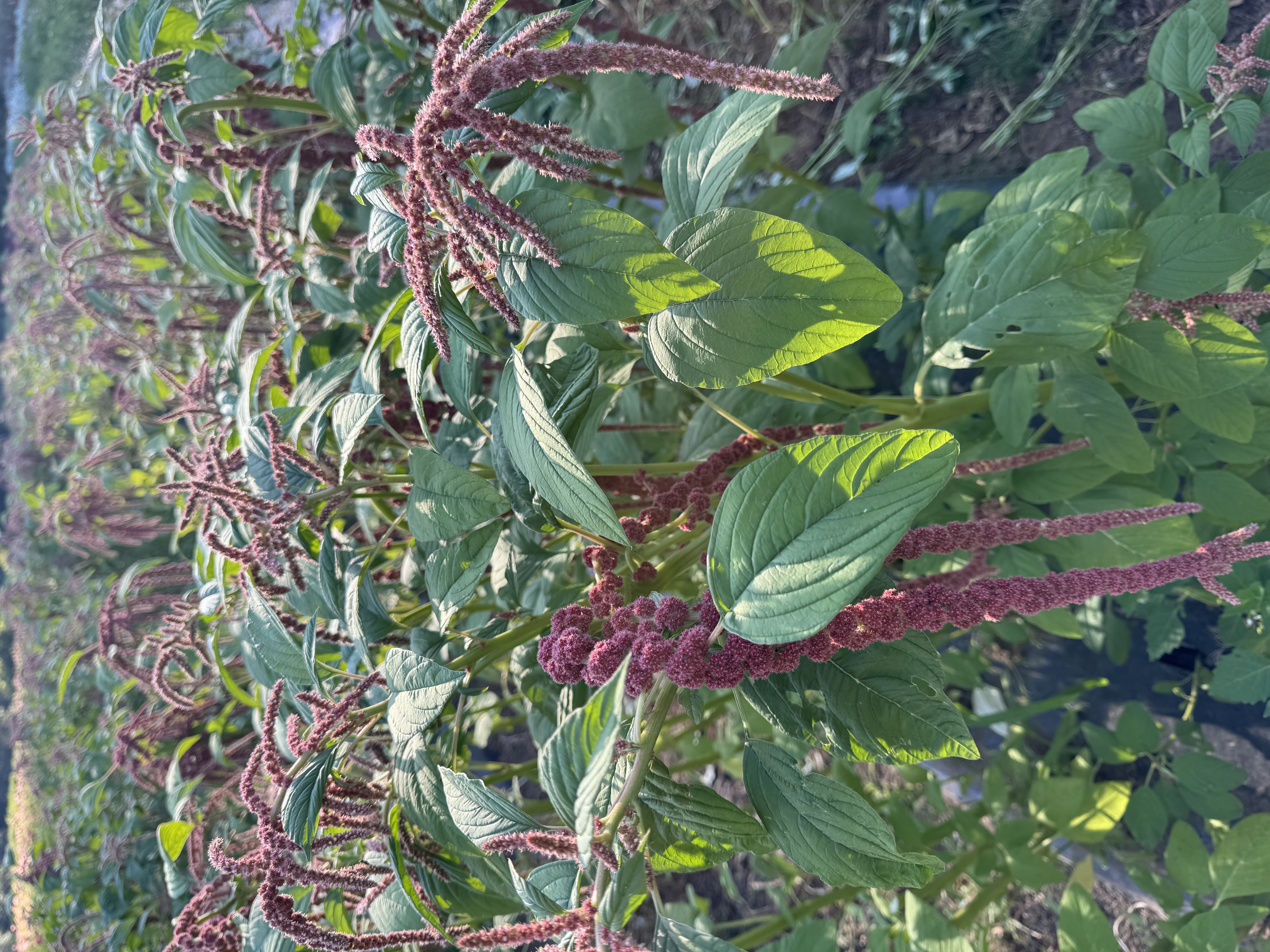 AMARANTHUS caudatus Coral Fountains