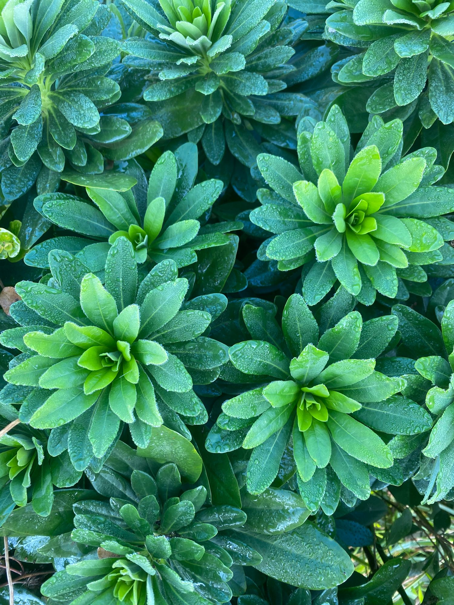 EUPHORBIA amygdaloides Robbiae