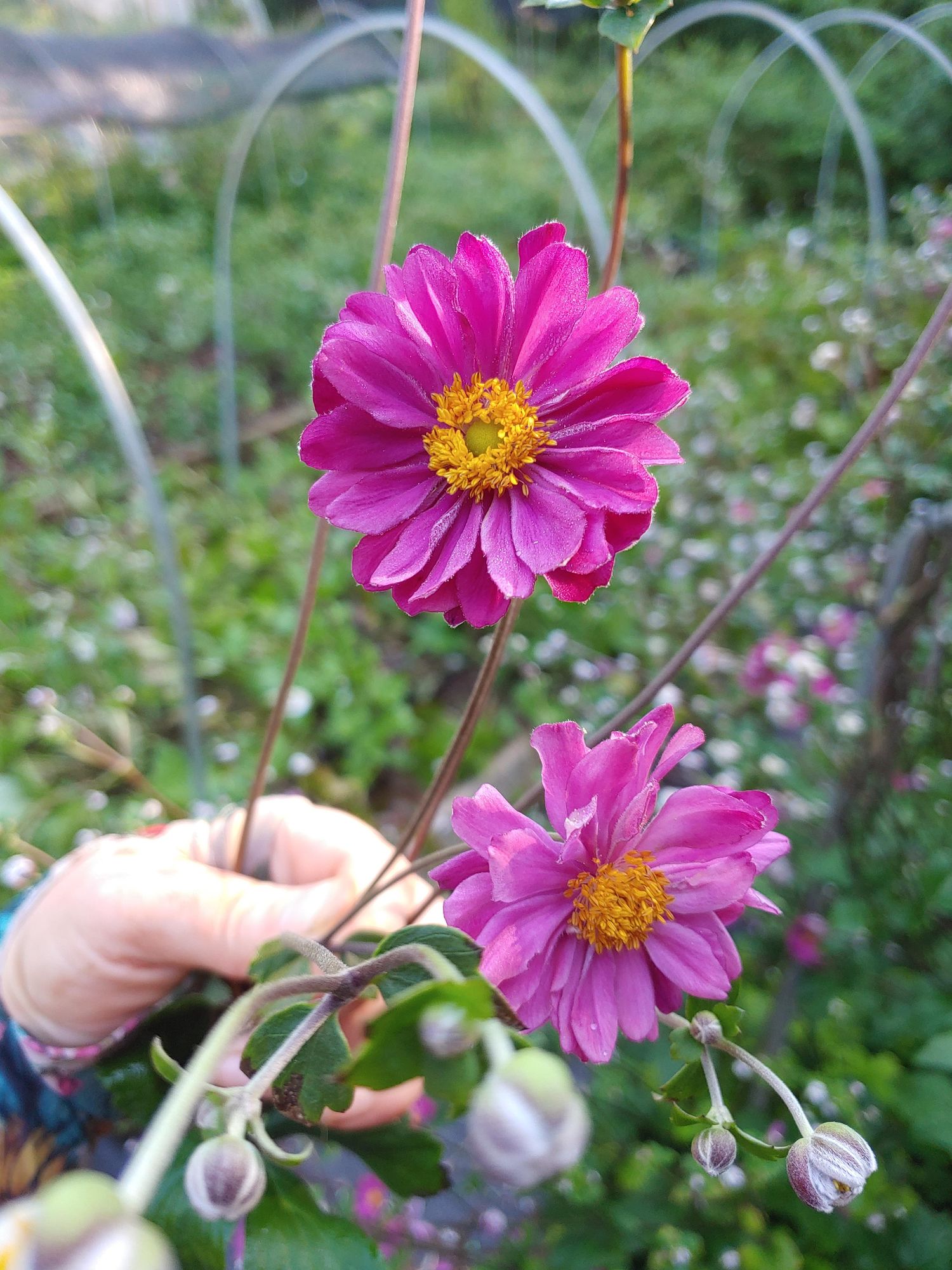 ANEMONE hupensis Pamina