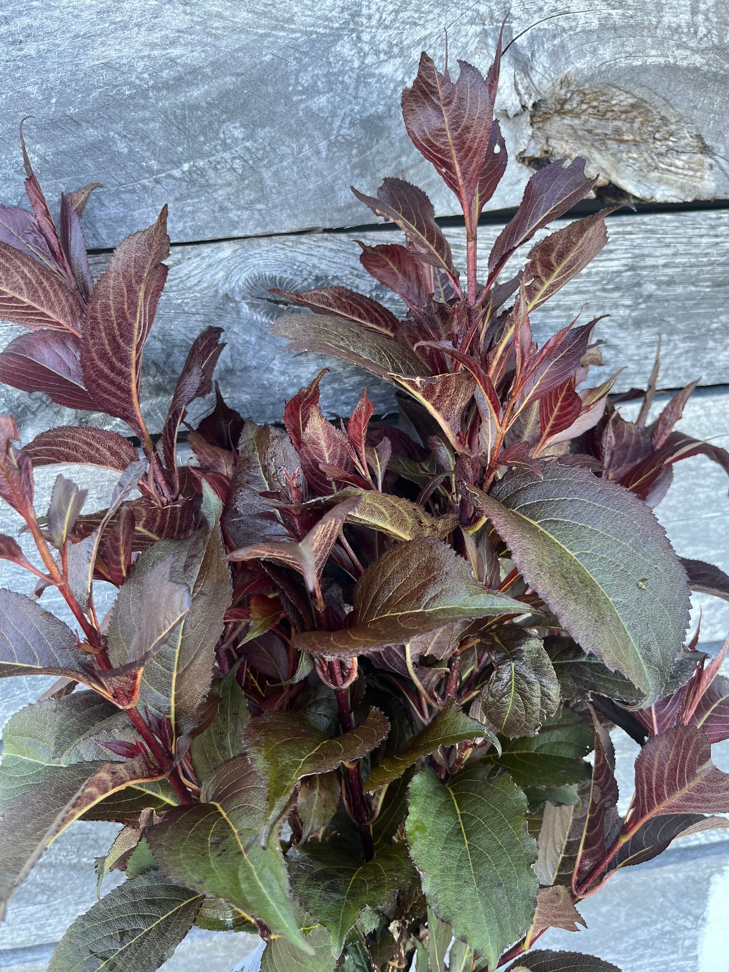 WEIGELA