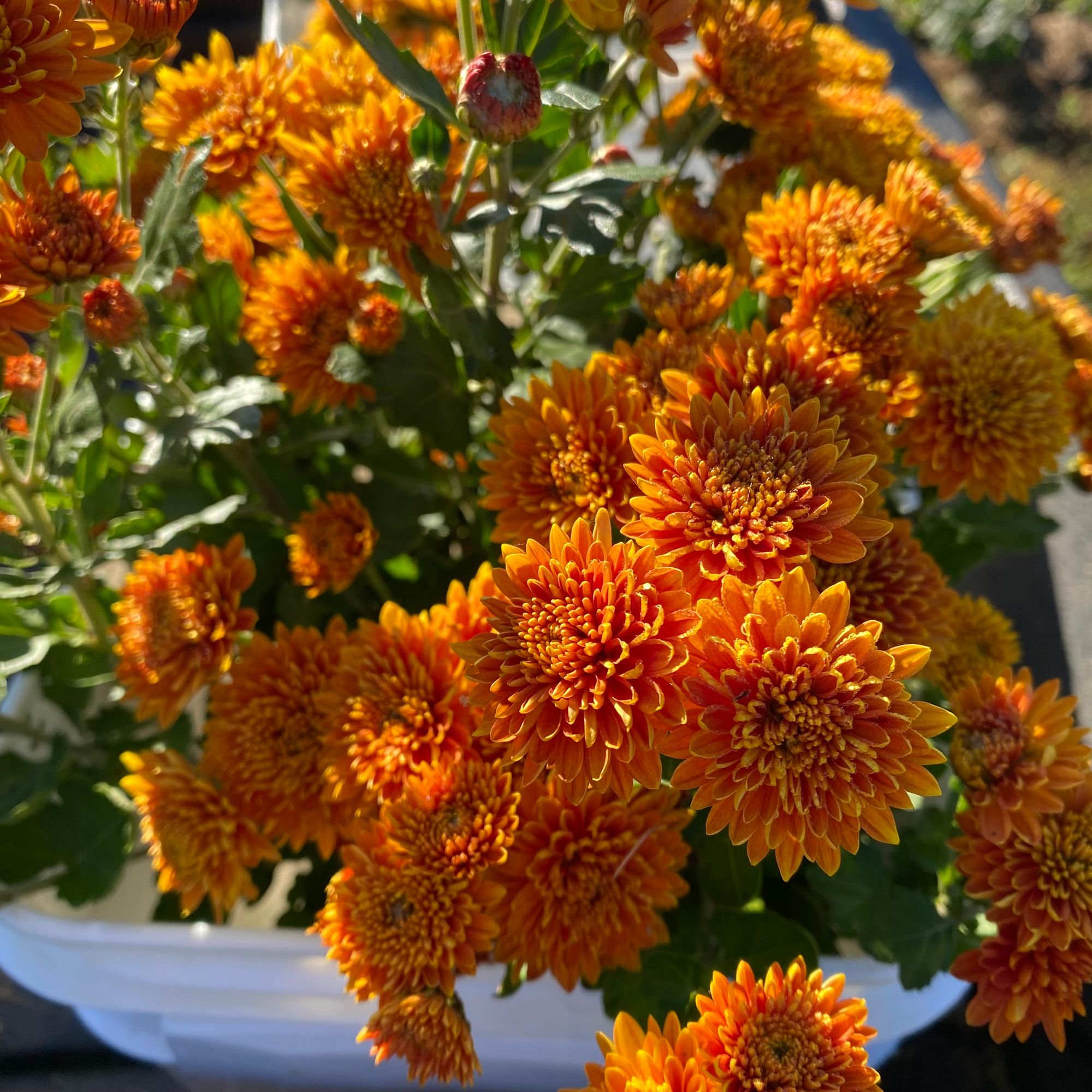 CHRYSANTHEMUM