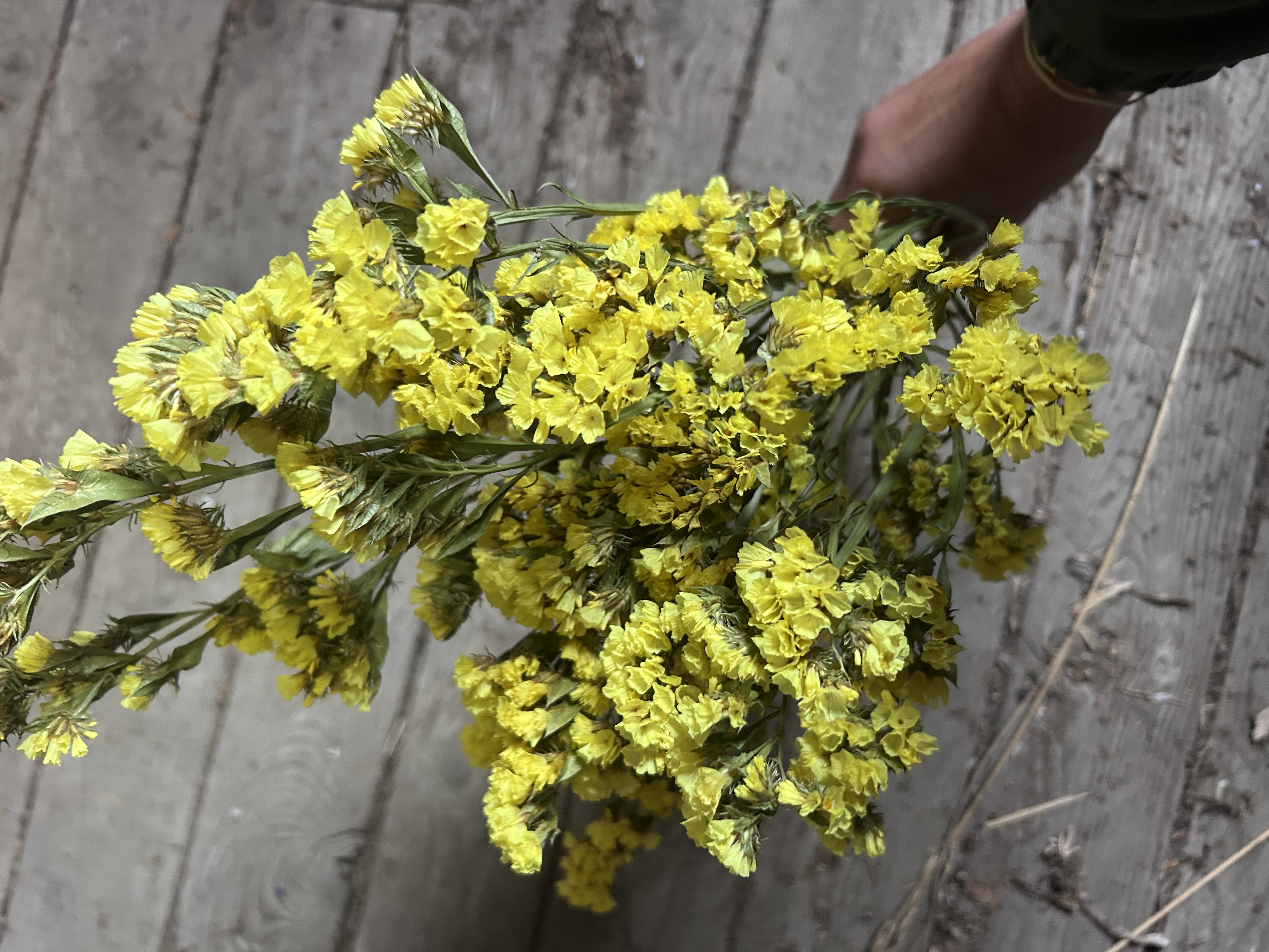 LIMONIUM sinuatum Seeker