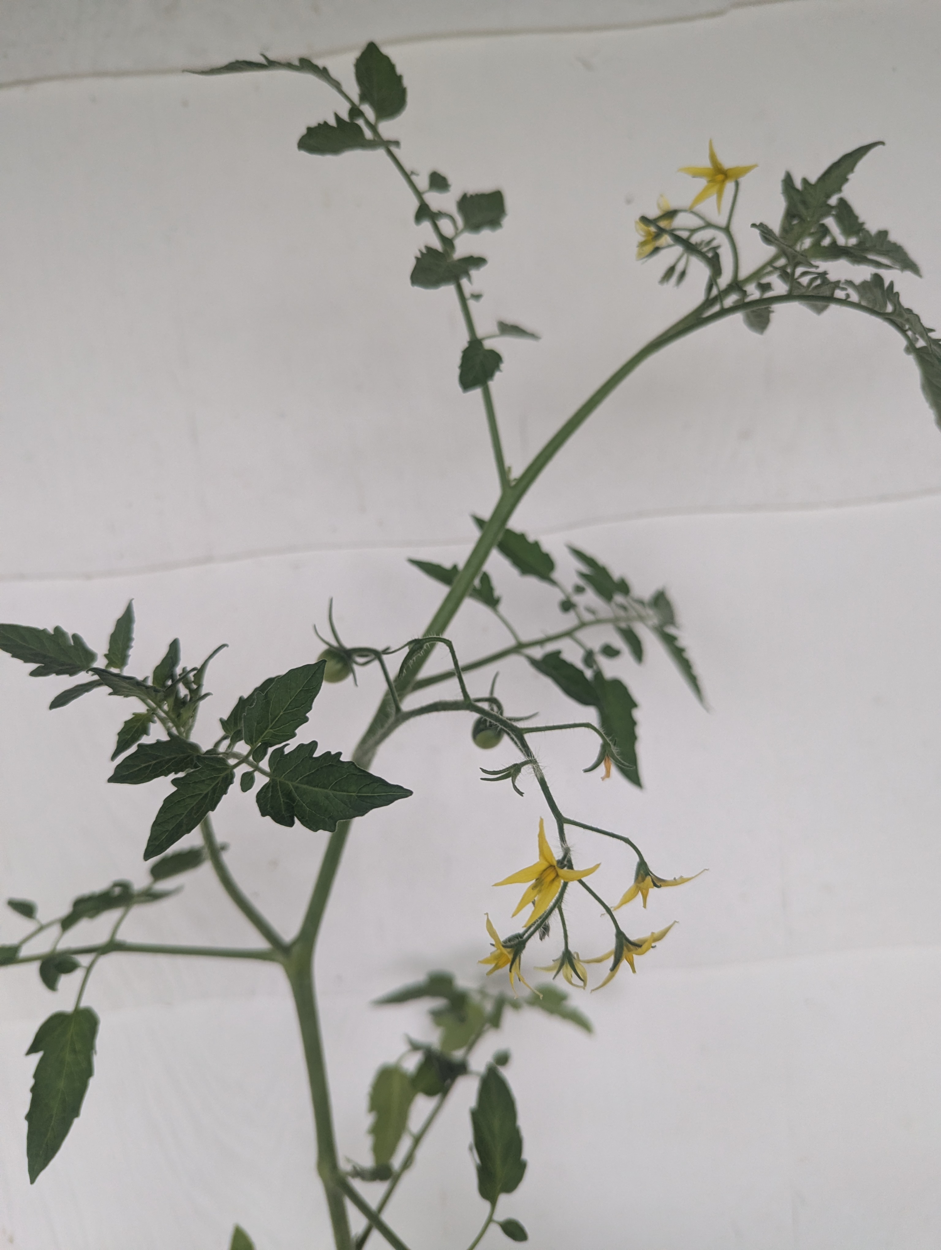 SOLANUM lycopersicum