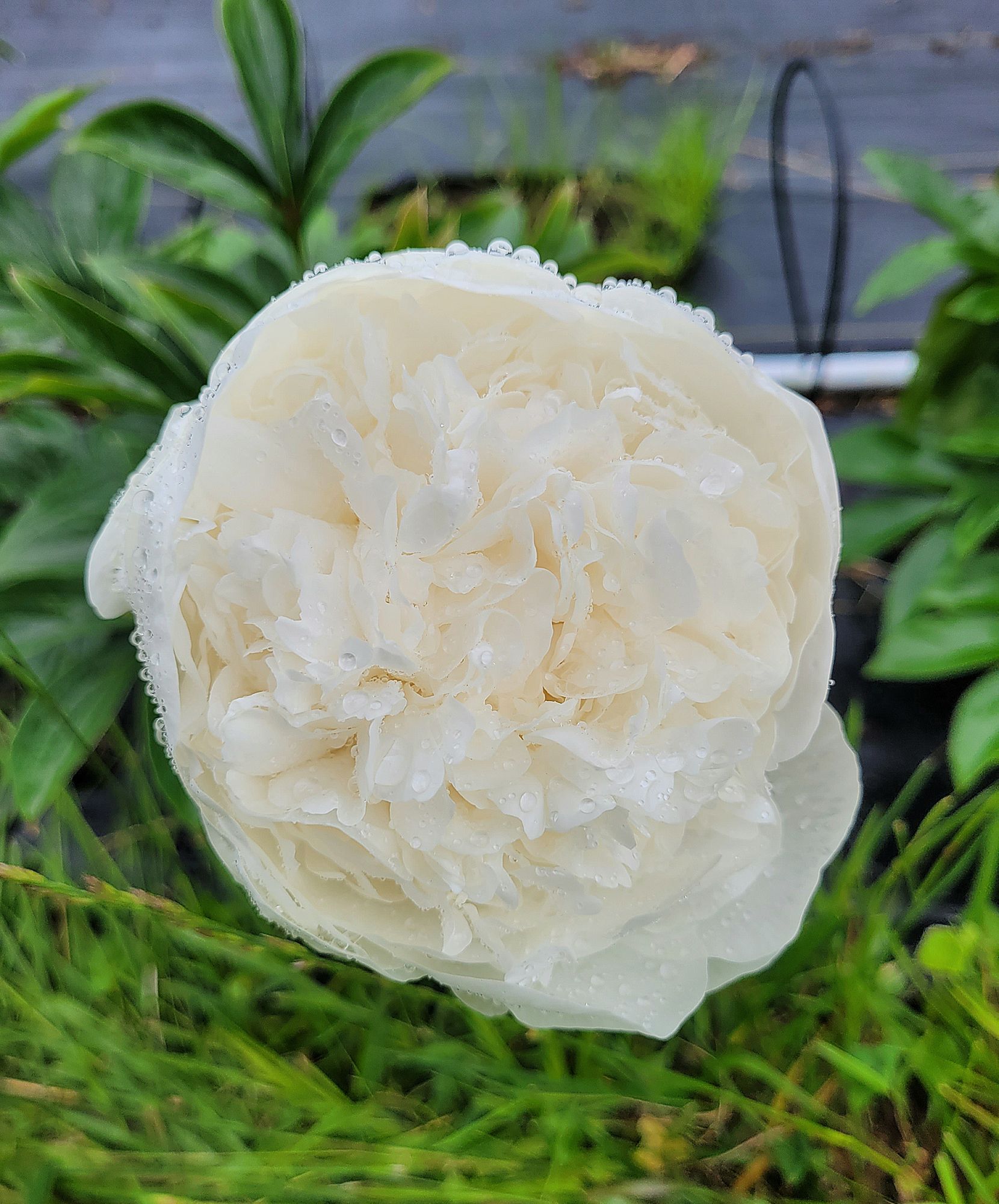PAEONIA lactiflora Sarah Bernhardt