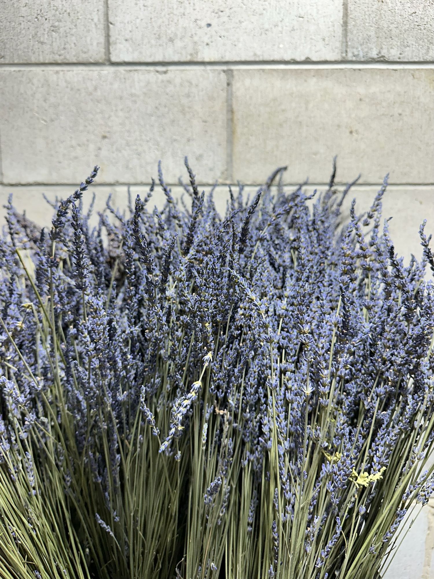 LAVANDULA angustifolia Hidcote Blue