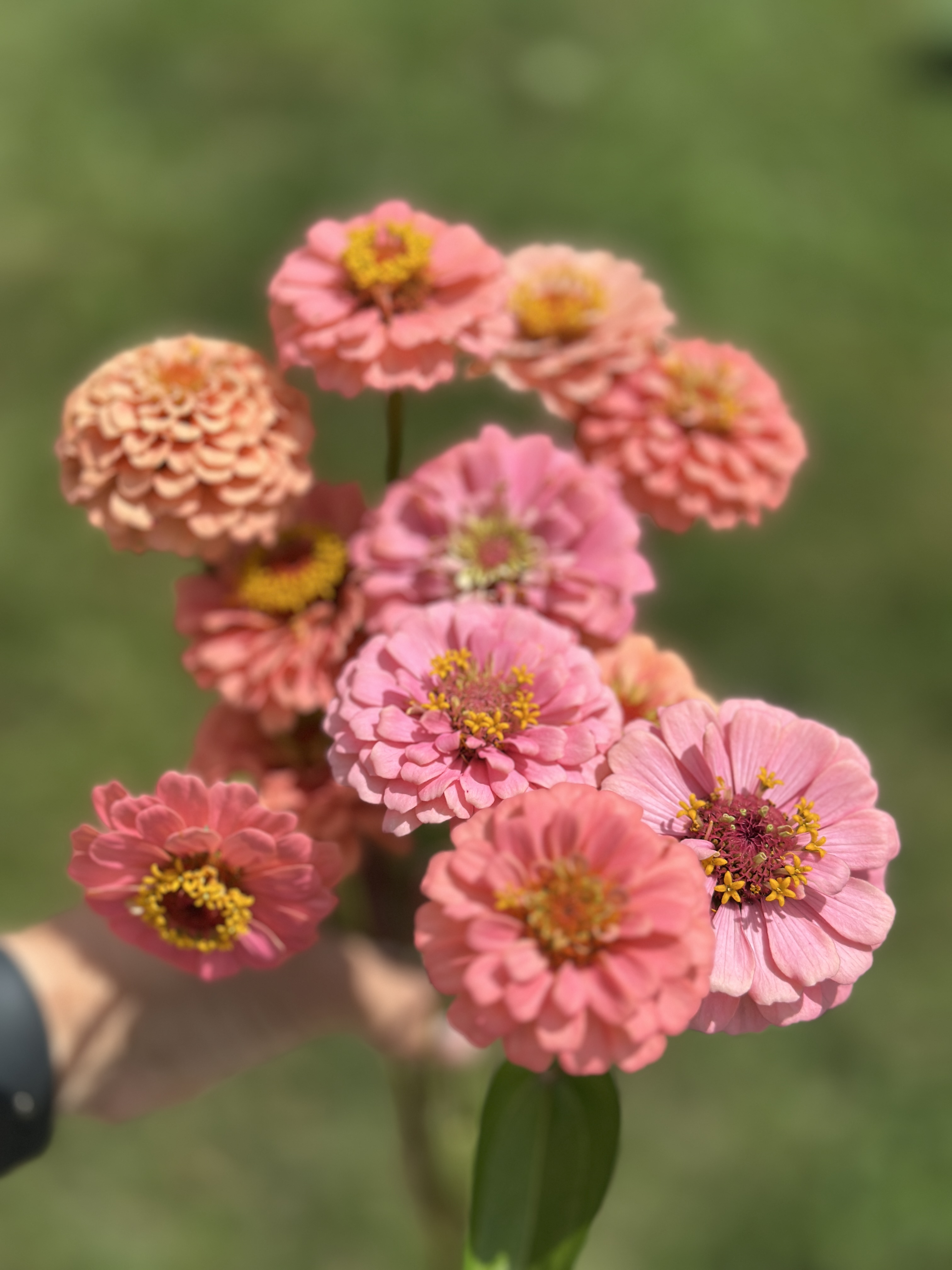 ZINNIA