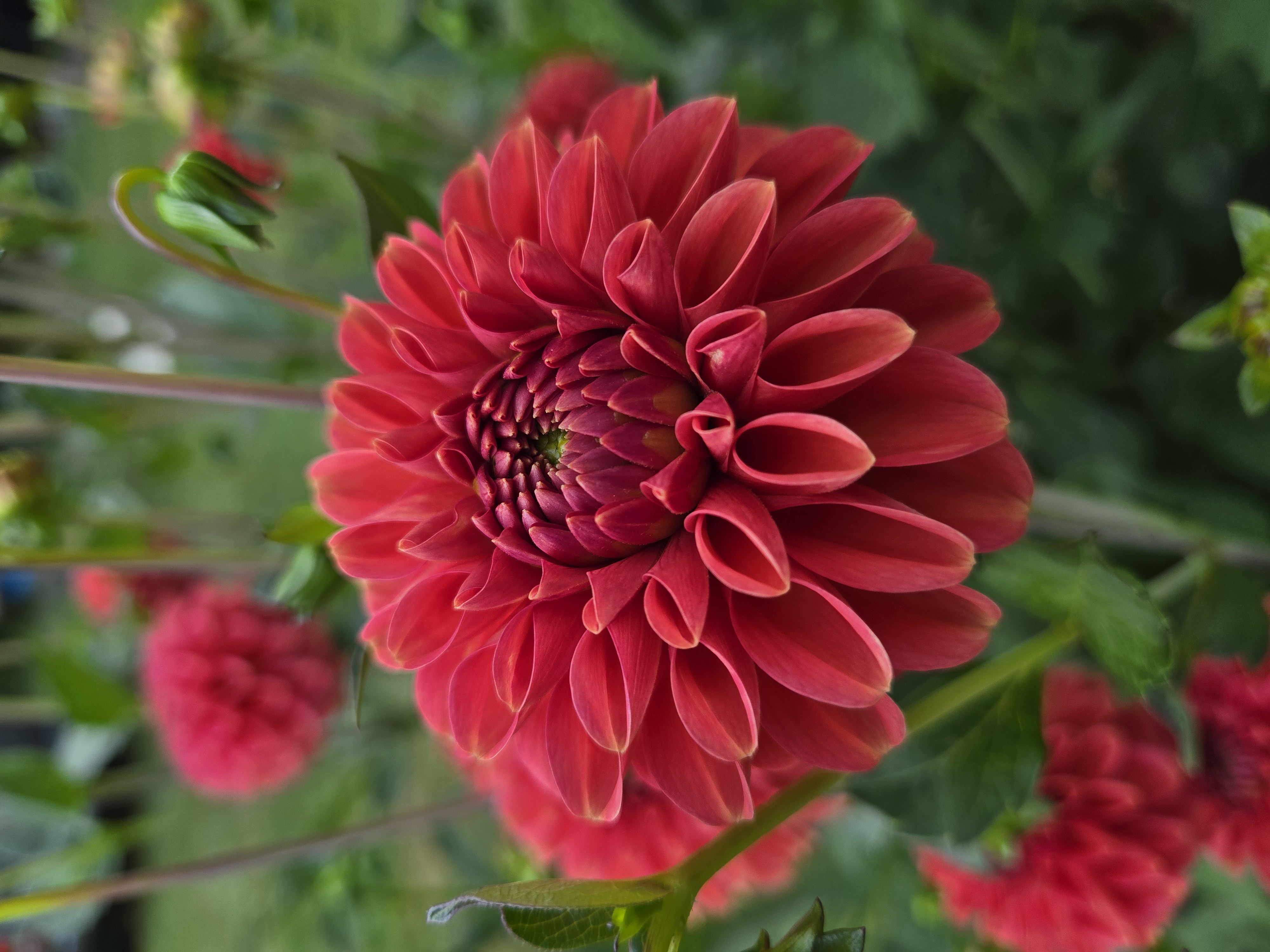 DAHLIA Zundert Mystery Fox