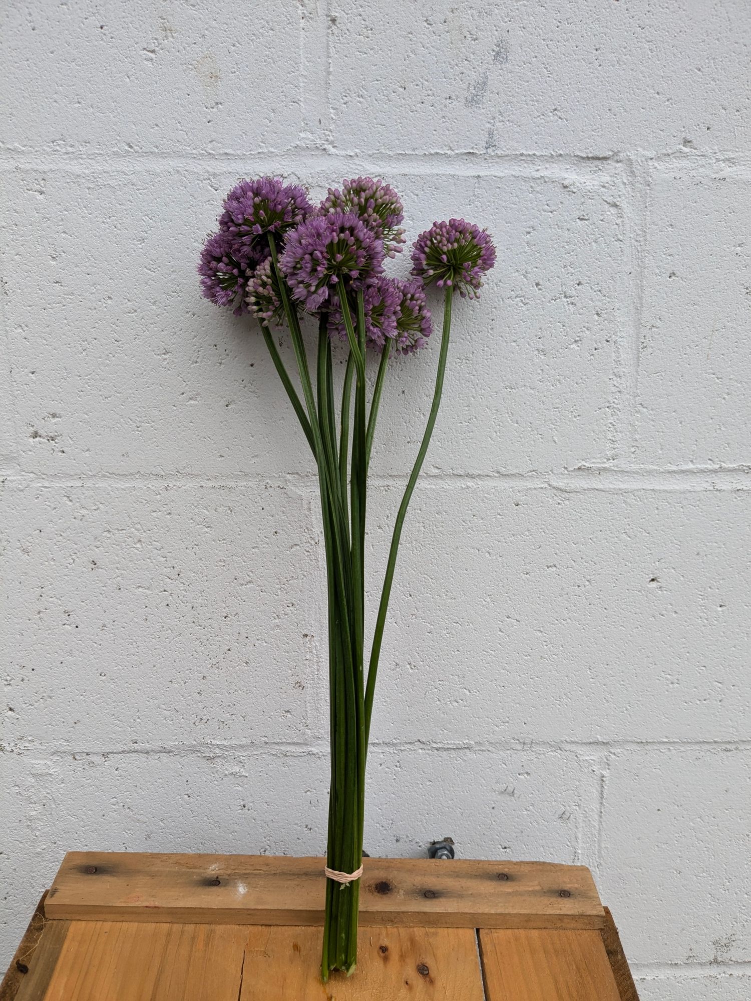 ALLIUM x Millenium
