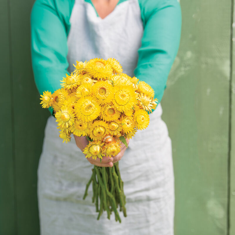 XEROCHRYSUM bracteatum King Size