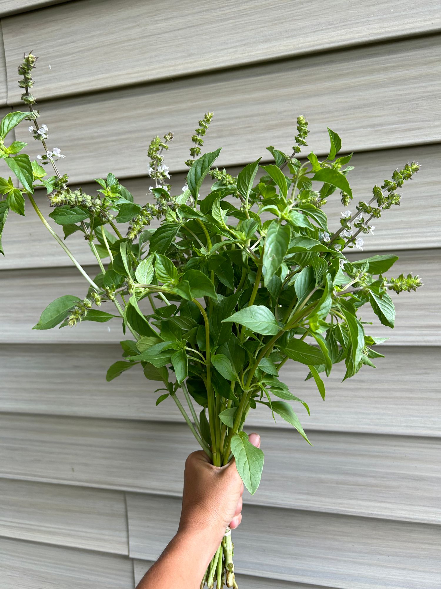 OCIMUM americanum Lemonette