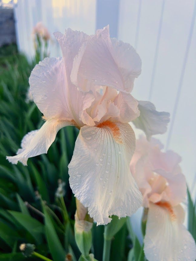 IRIS germanica