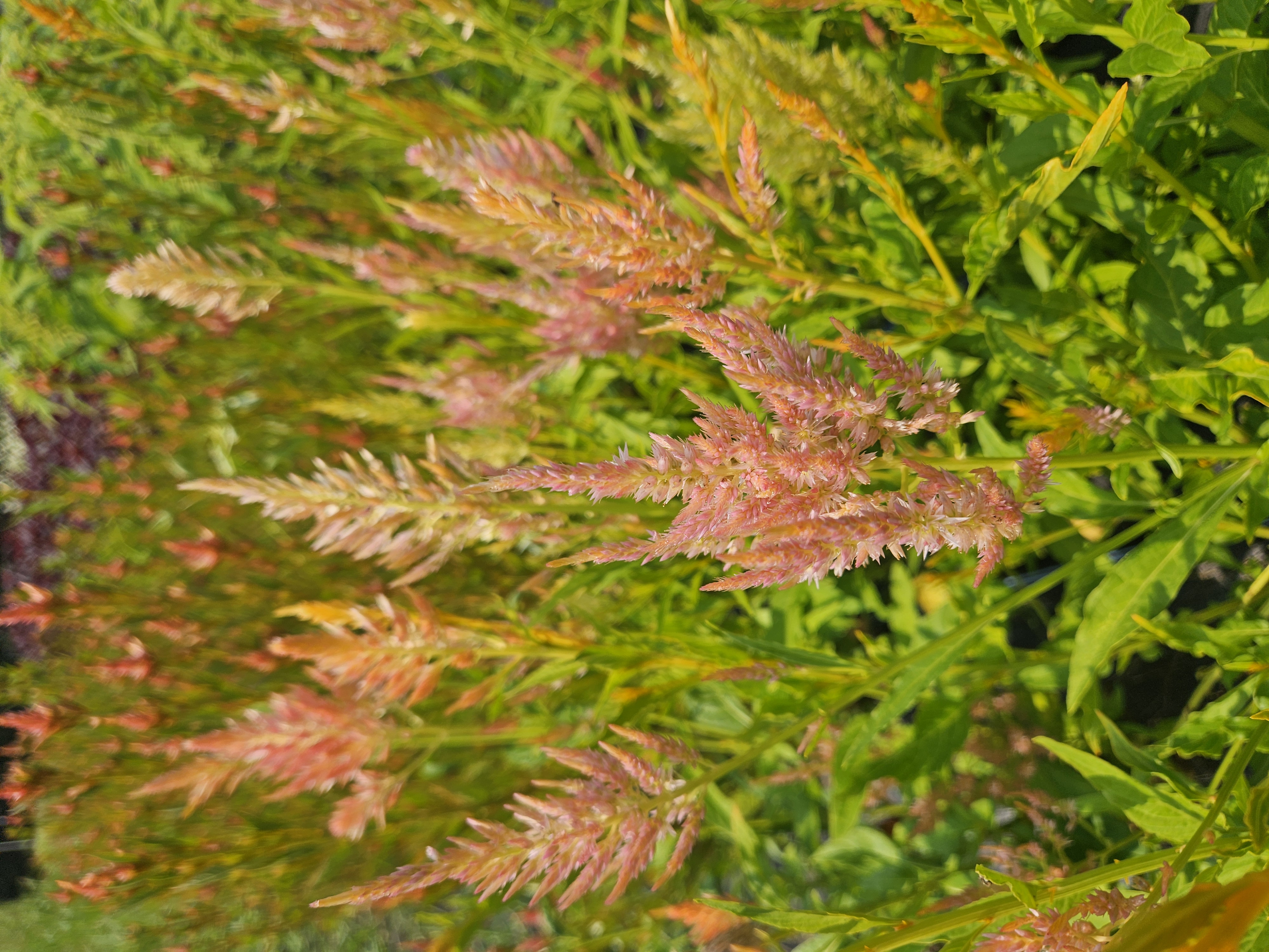 CELOSIA argentea var. spicata Shimmer