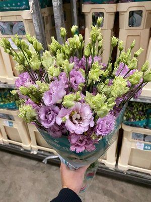 EUSTOMA grandiflorum Celeb Grape