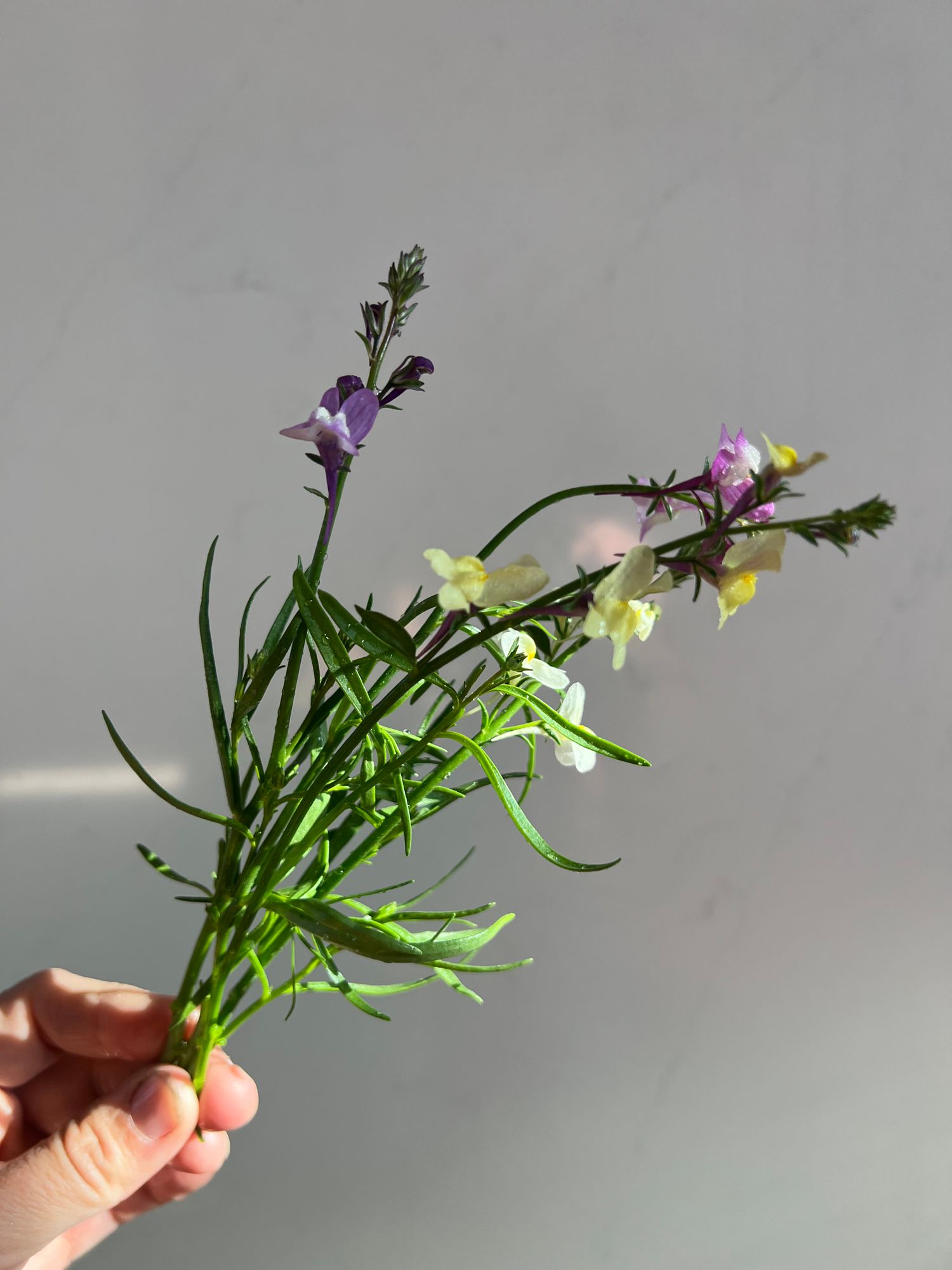 LINARIA maroccana Licilia Peach