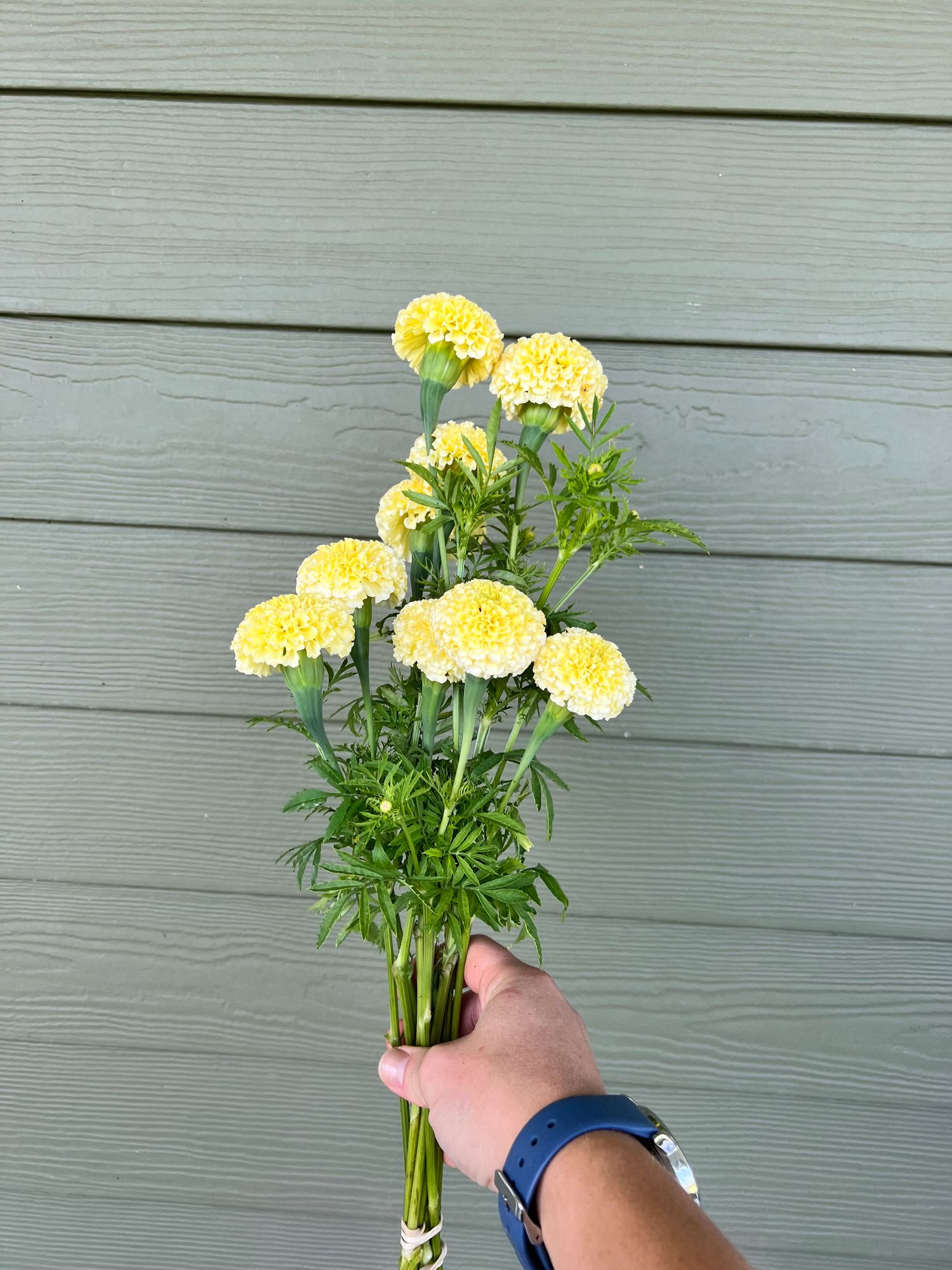 TAGETES erecta White Swan